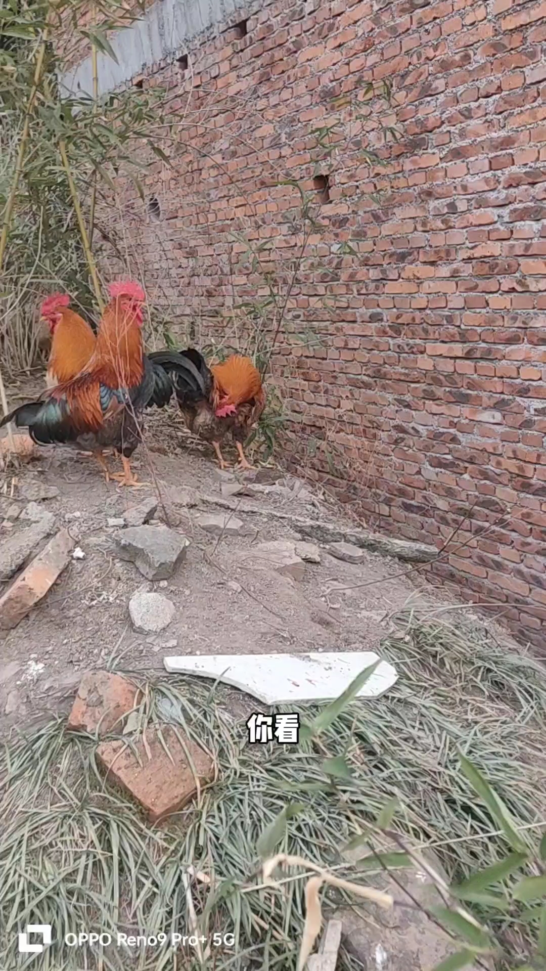 放养的大公鸡大公鸡昂首阔步母鸡带着小鸡四处玩耍觅食大自然画卷