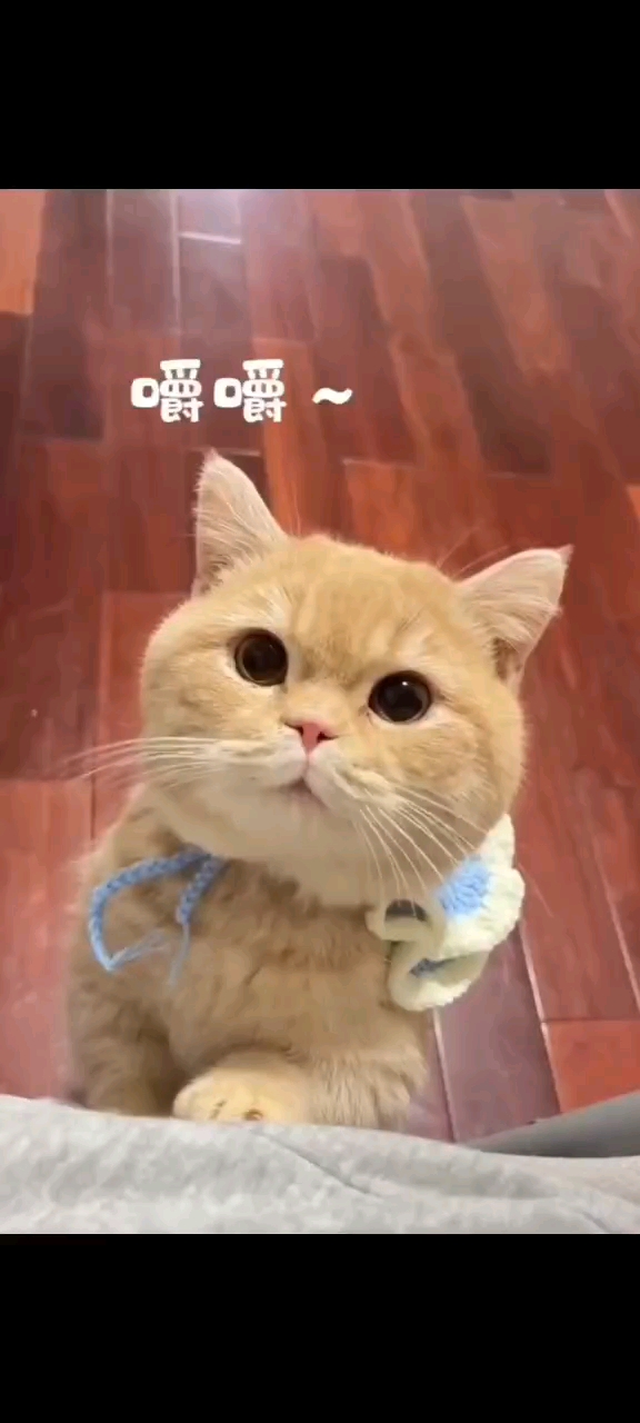 猫咪吃了过不过24小时的东西,猫咪致死物大全