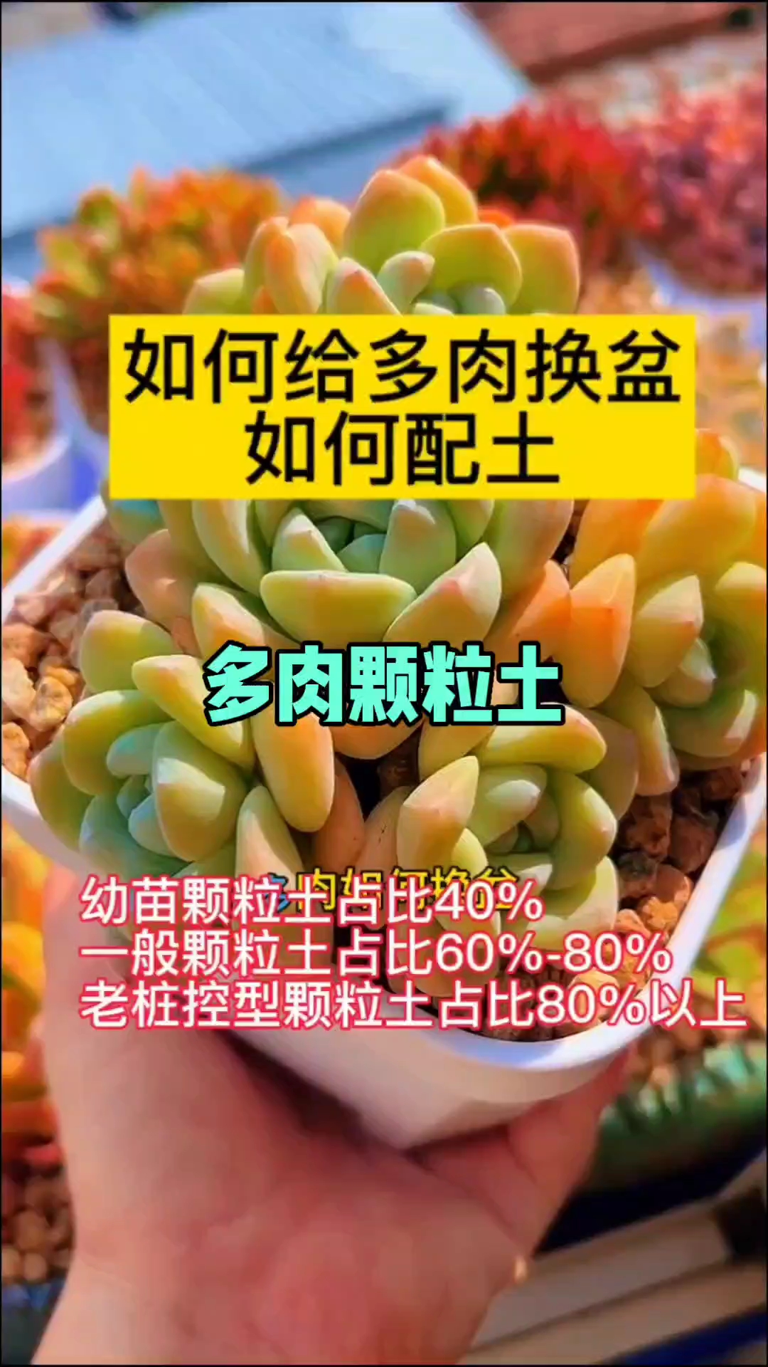 多肉换盆的正确方法？停水·脱盆·理根配土全流程  多肉颗粒土