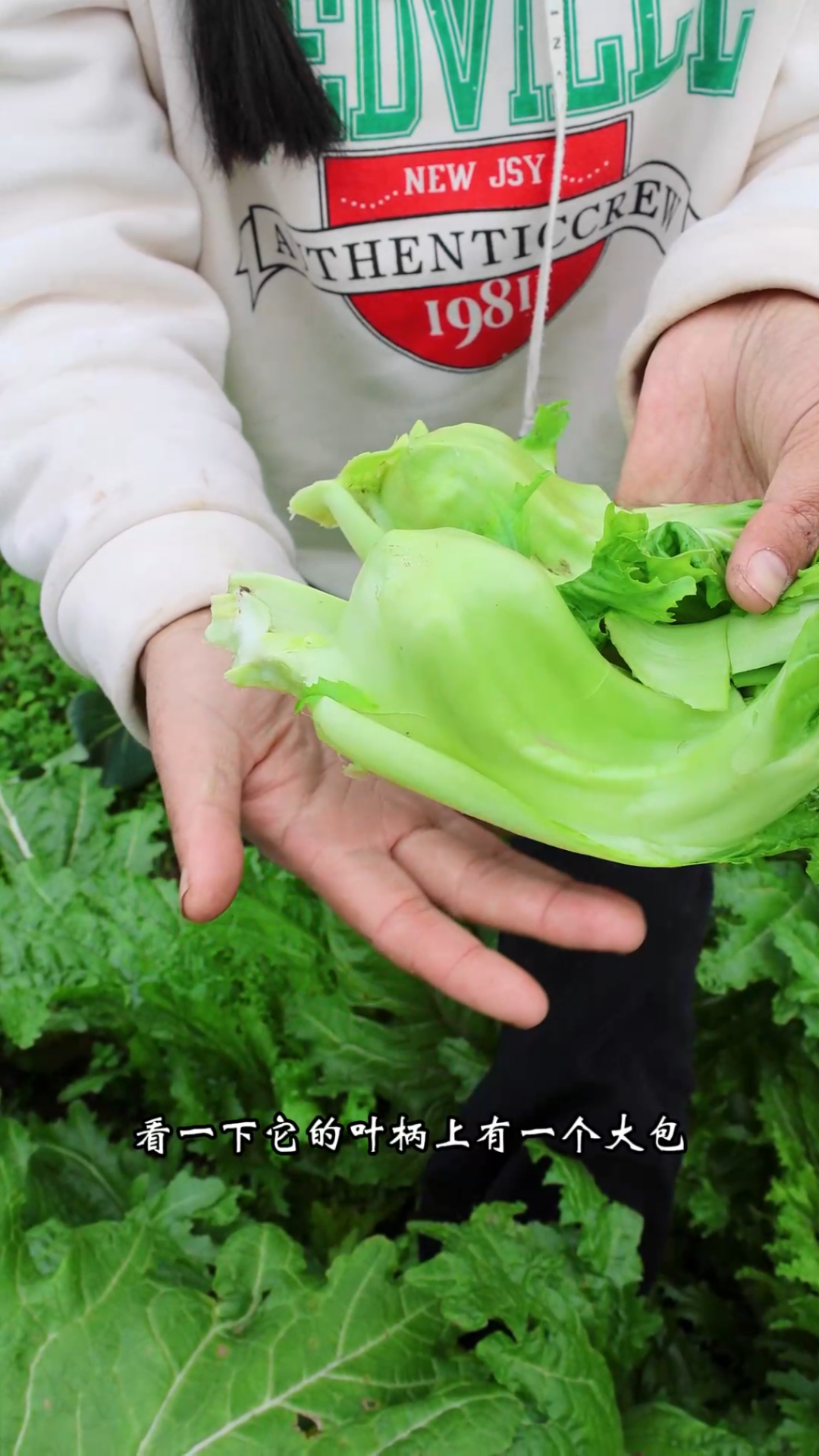 重庆特色奶奶菜,泡菜脆嫩,炒肉回甜,做酸菜也够味。大家吃过吗