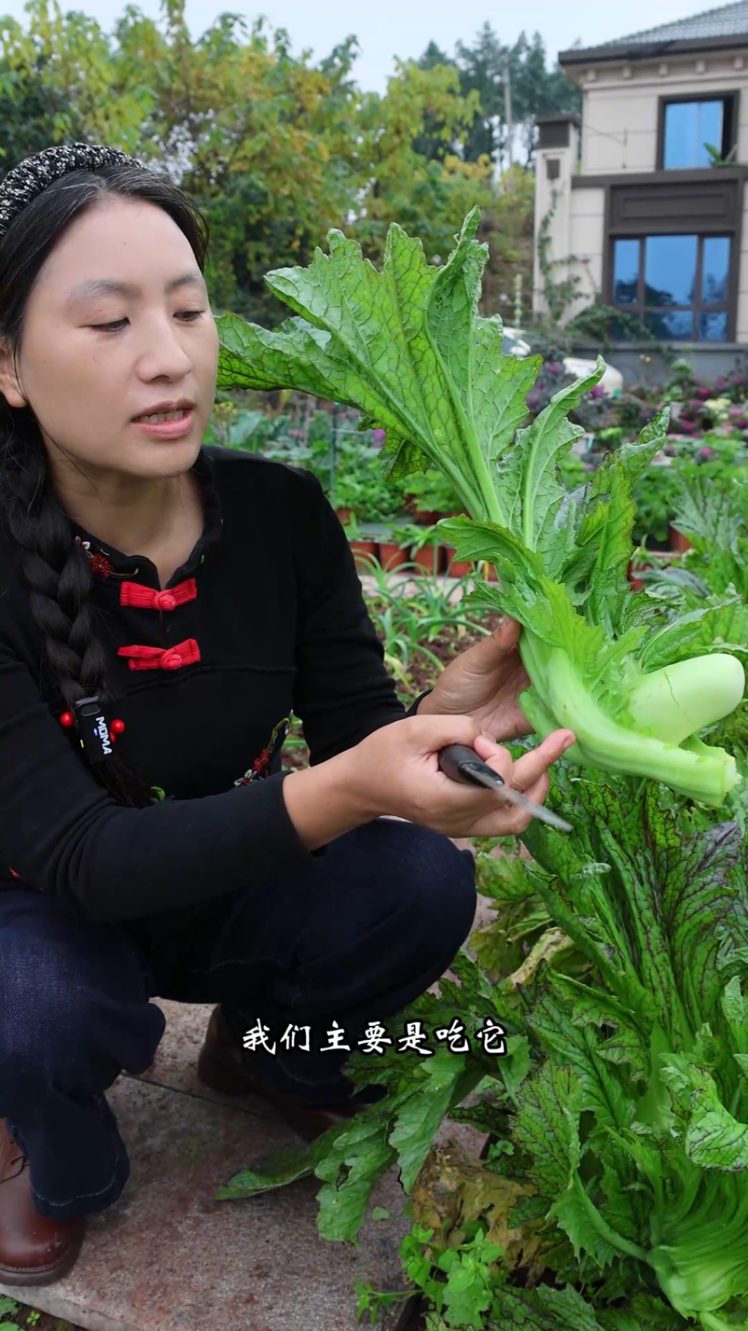 川渝地区特有的奶奶菜又成熟了，虽然长相奇特，但是味道特别好吃