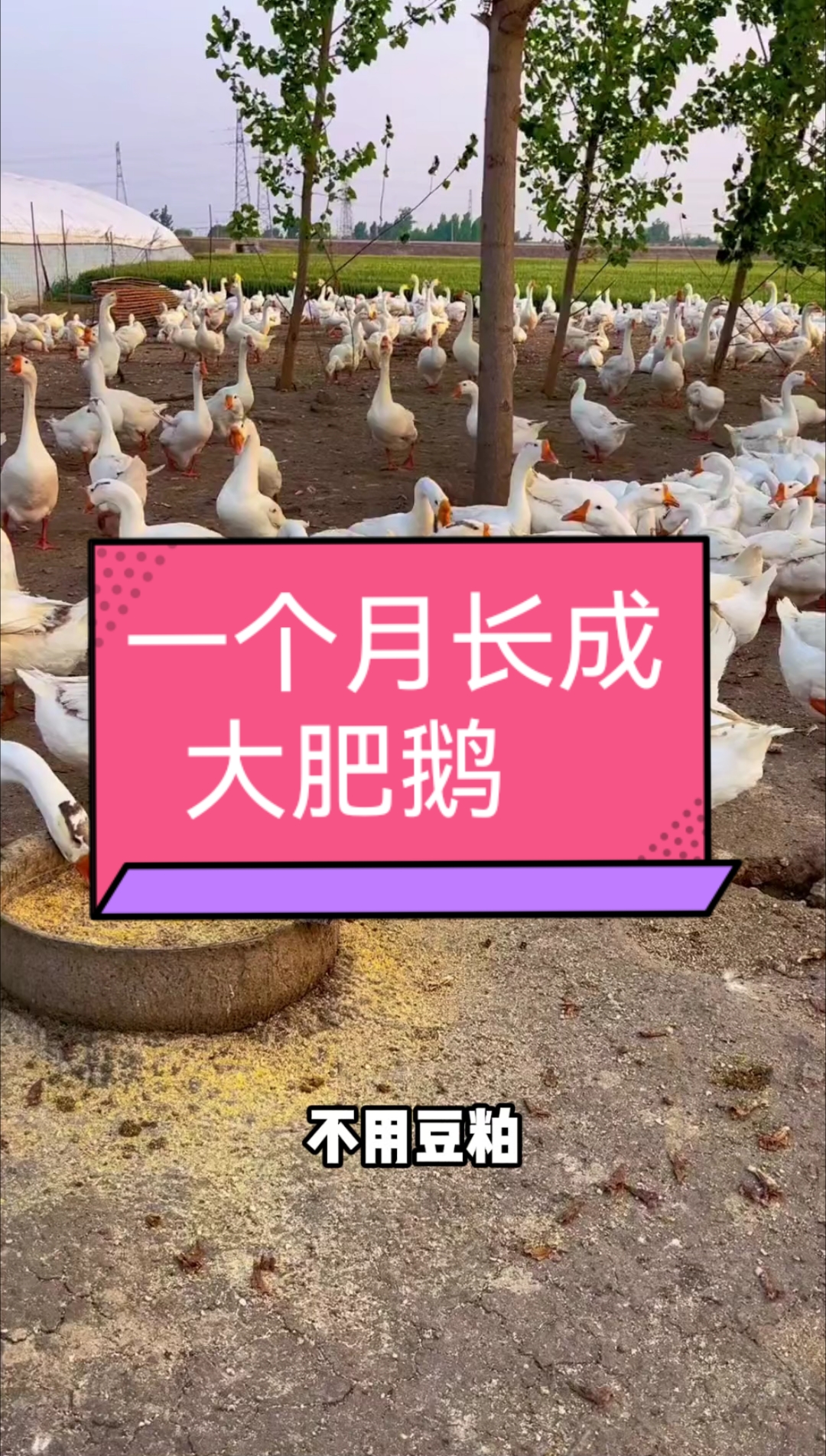 一个月长成大肥鹅