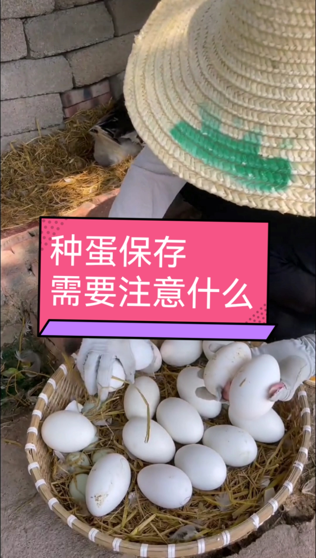 种鹅蛋保存,需要注意什么