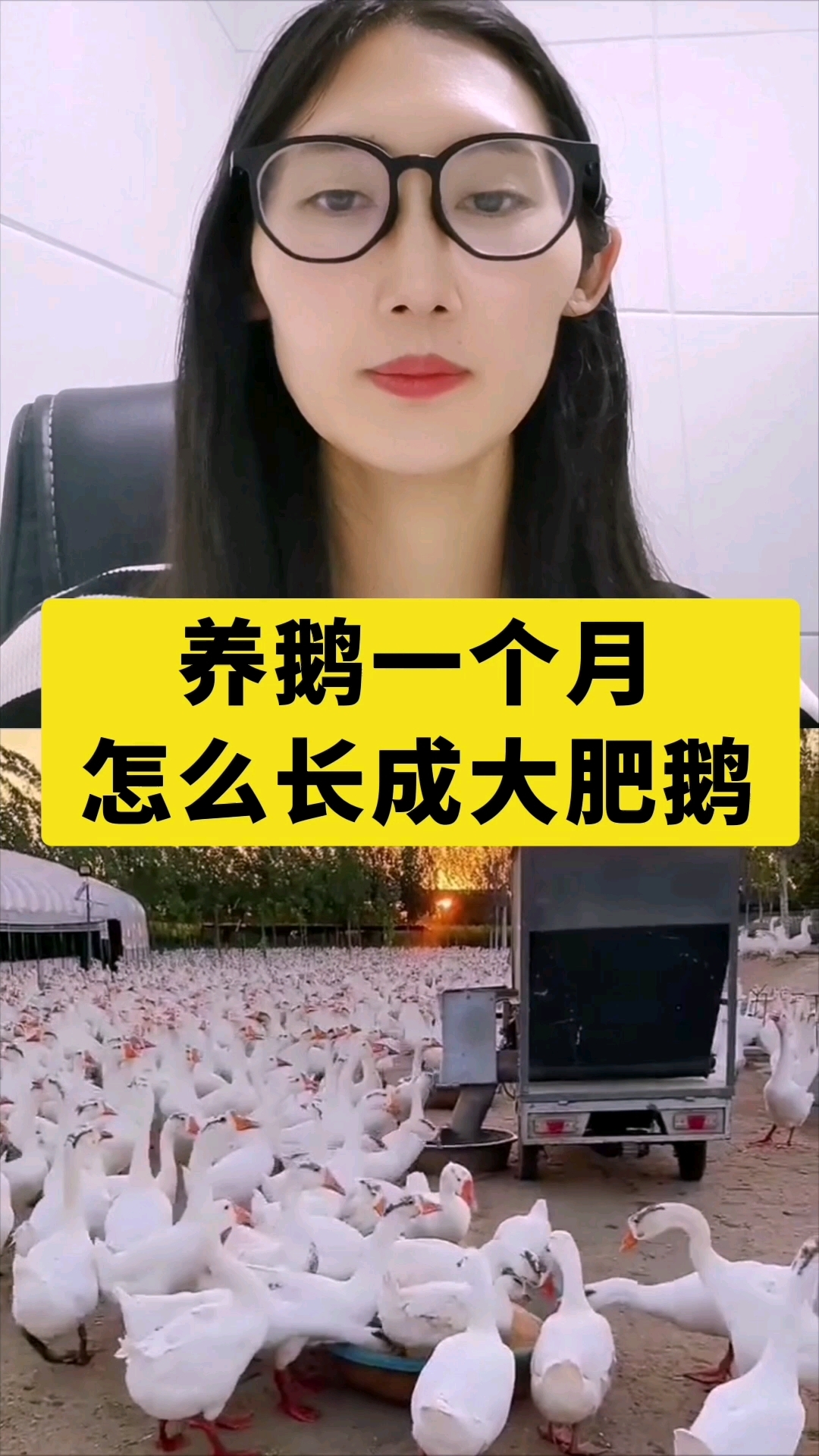 养鹅一个月,如何长成大肥鹅