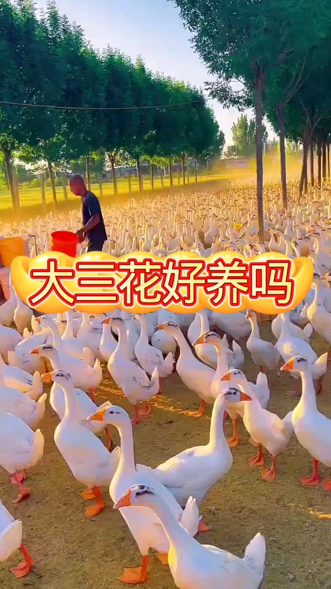 三花鹅好养吗