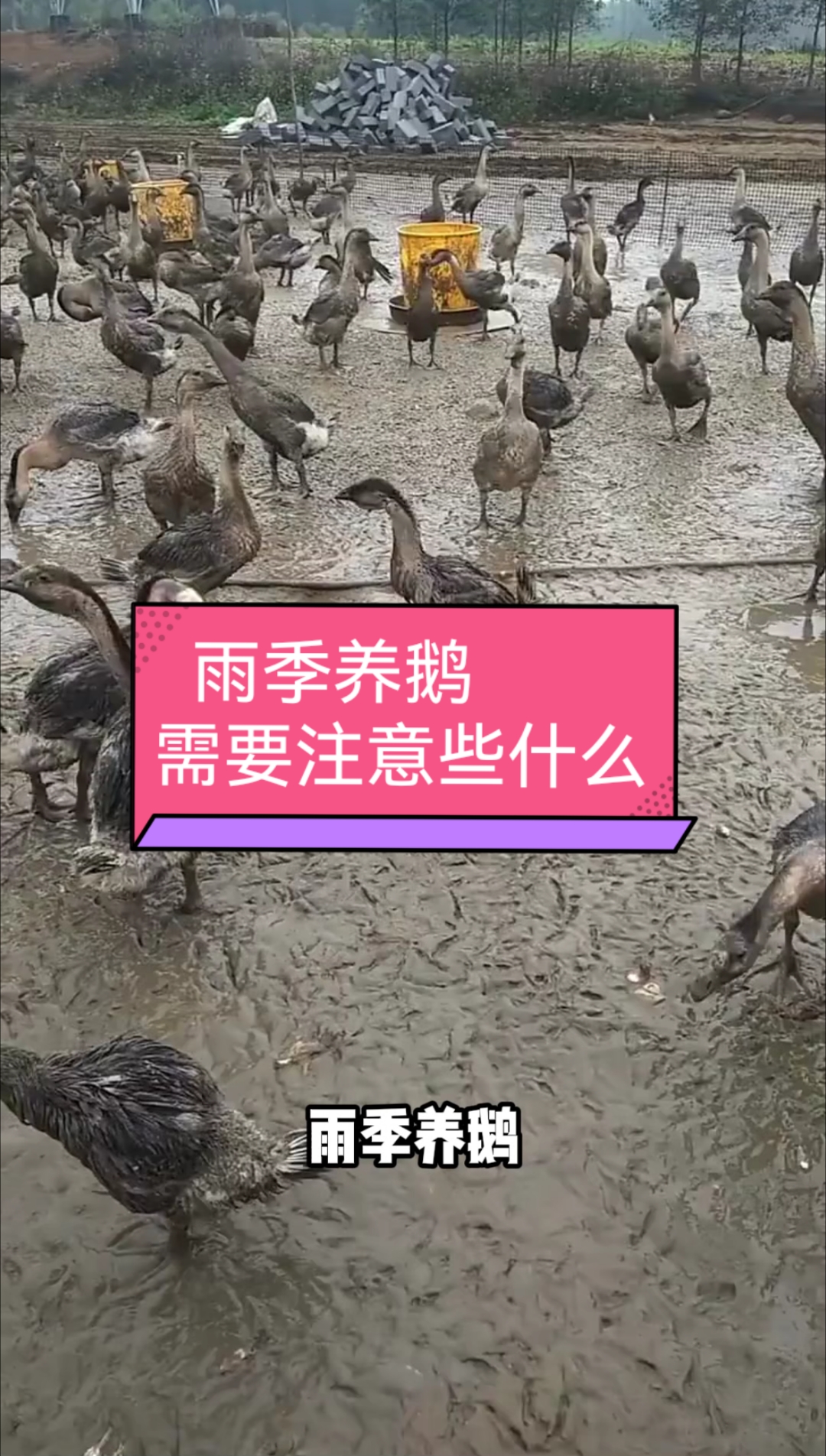 雨季养鹅，需要注意些什么