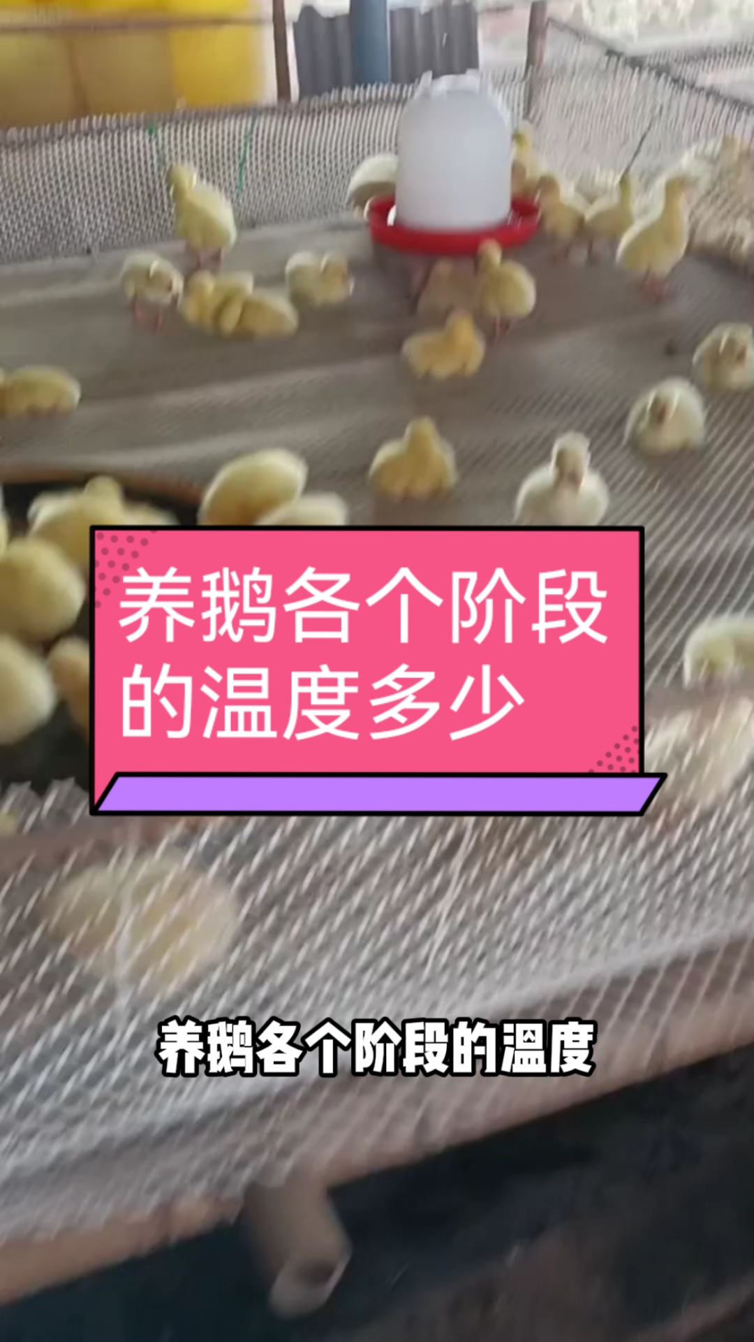 养鹅各个阶段的温度多少