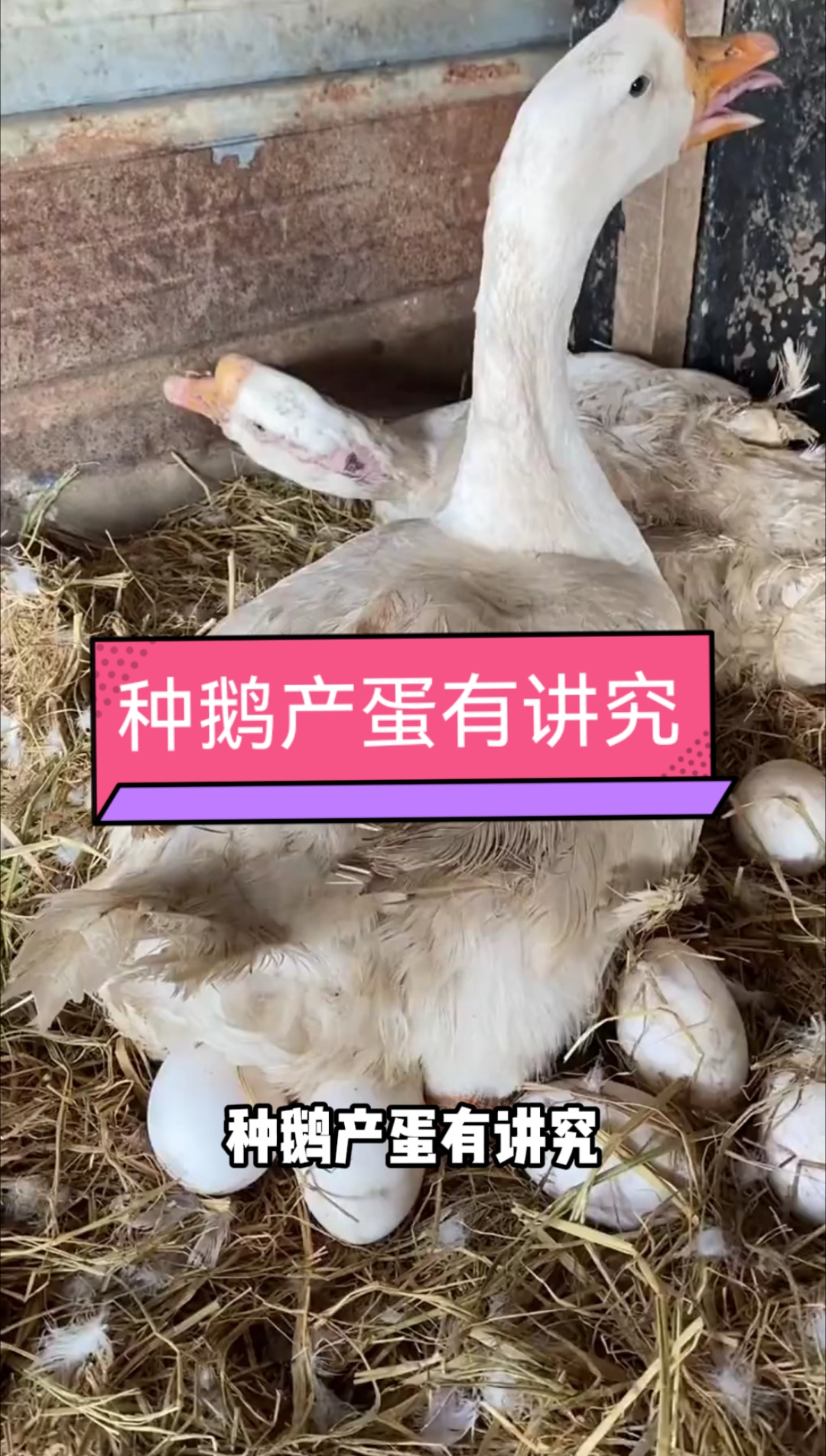 种鹅产蛋有讲究