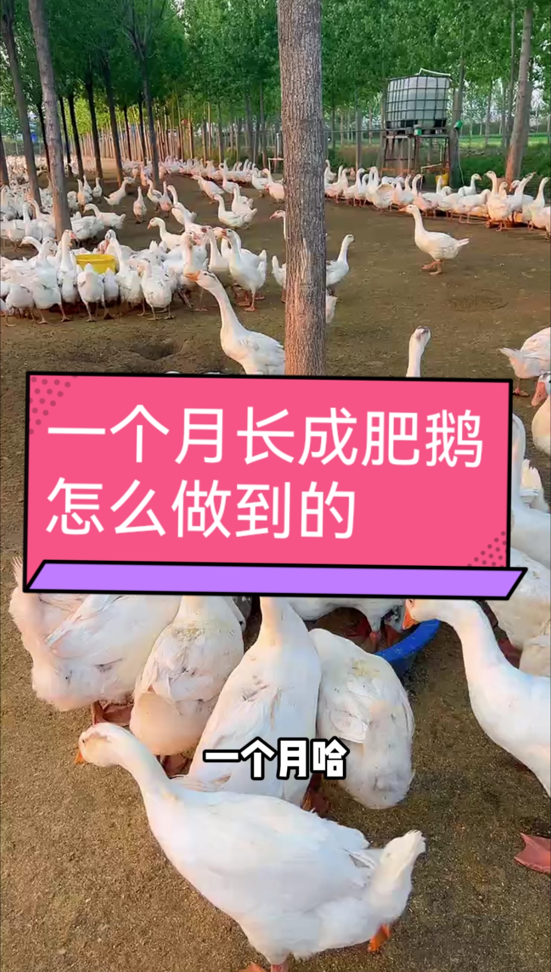 一个月长成大肥鹅，怎么做到的？