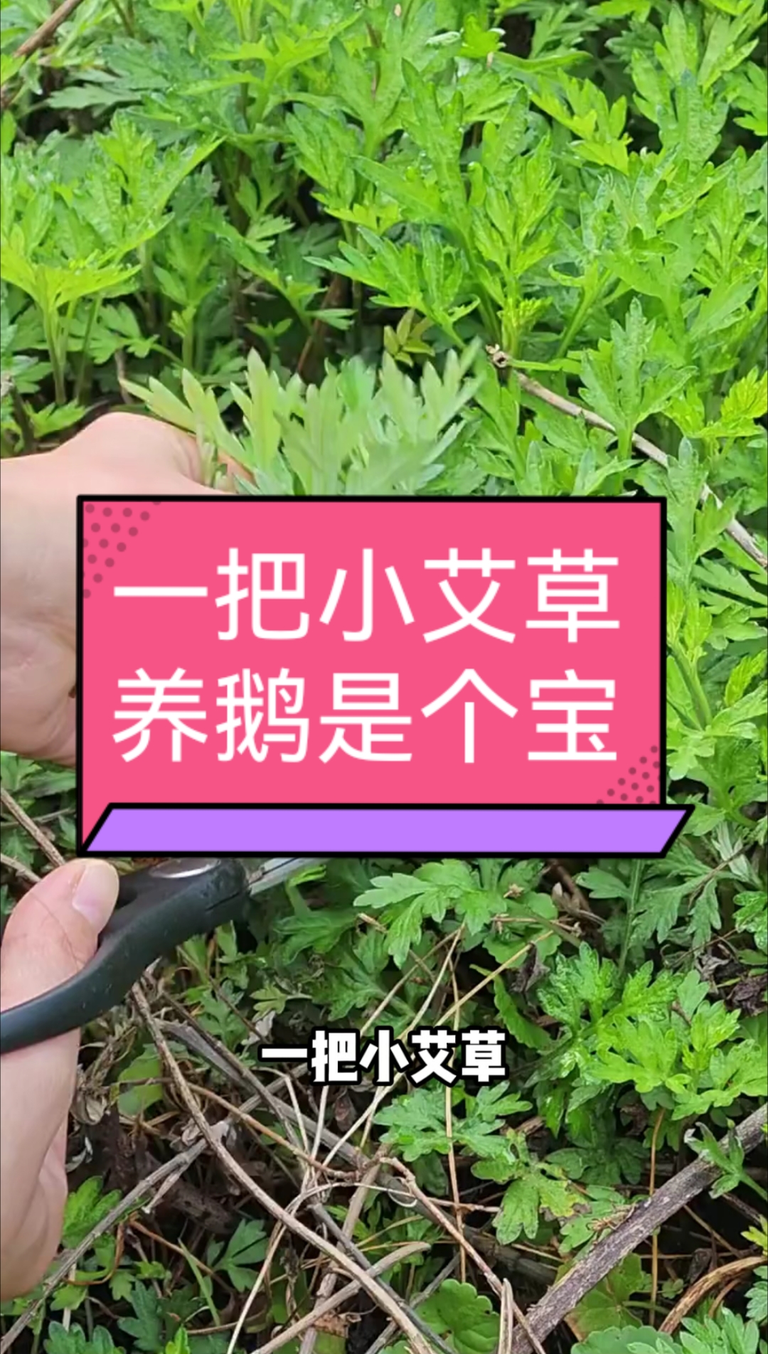 一把小艾草,养鹅是个宝