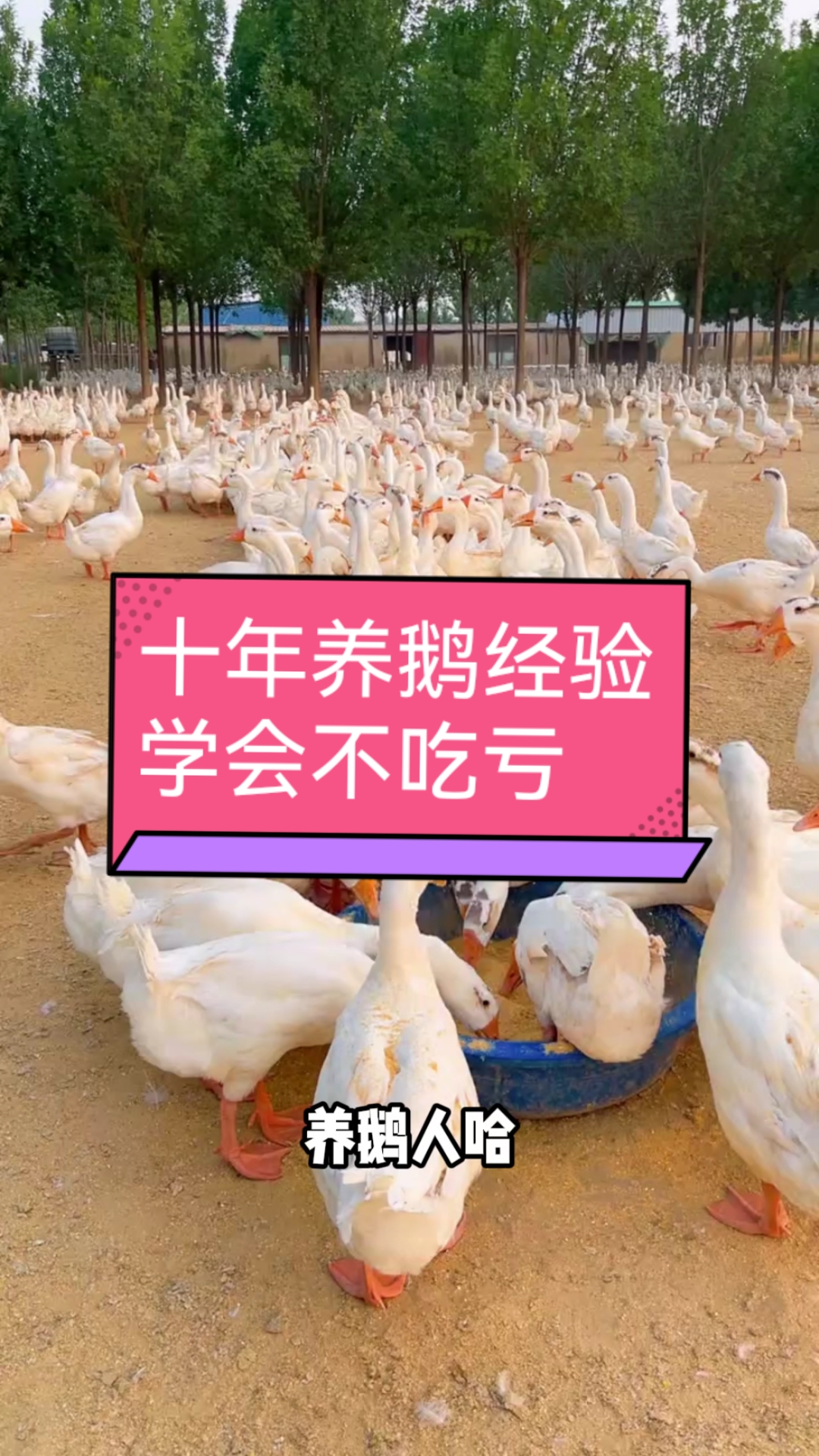 十年养鹅经验，学会不吃亏