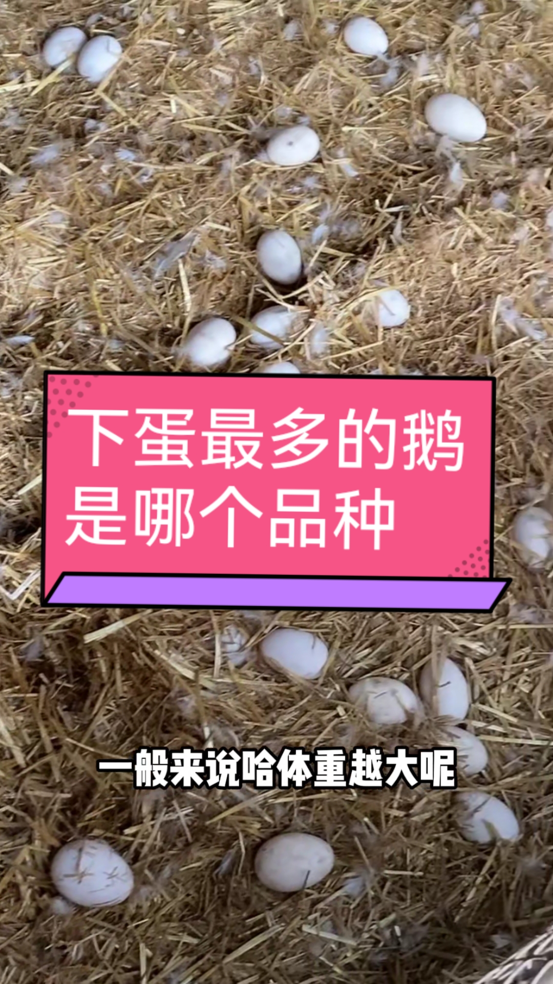 下蛋最多的鹅,是哪个品种?