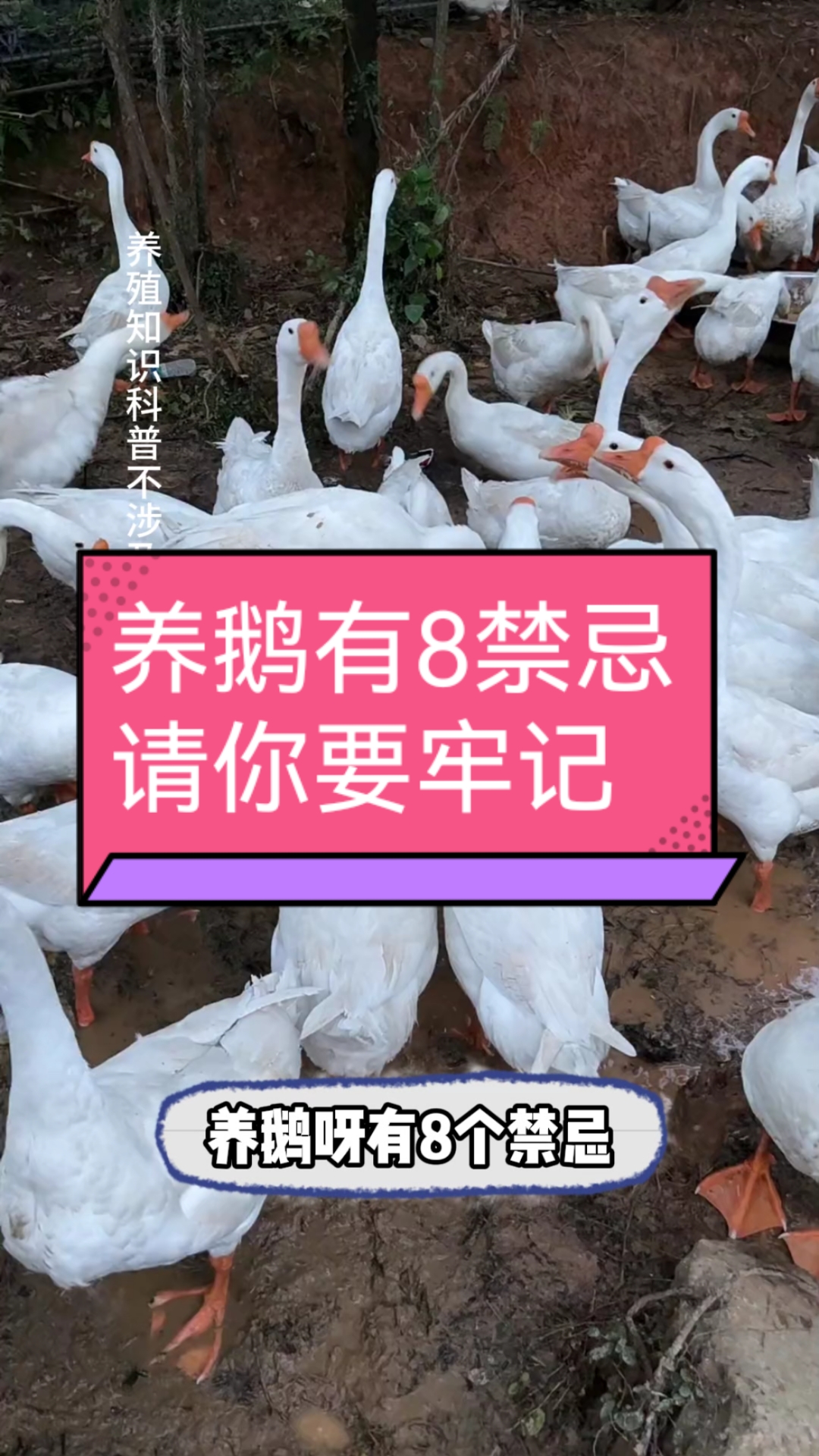 养鹅有8禁忌,请你要牢记