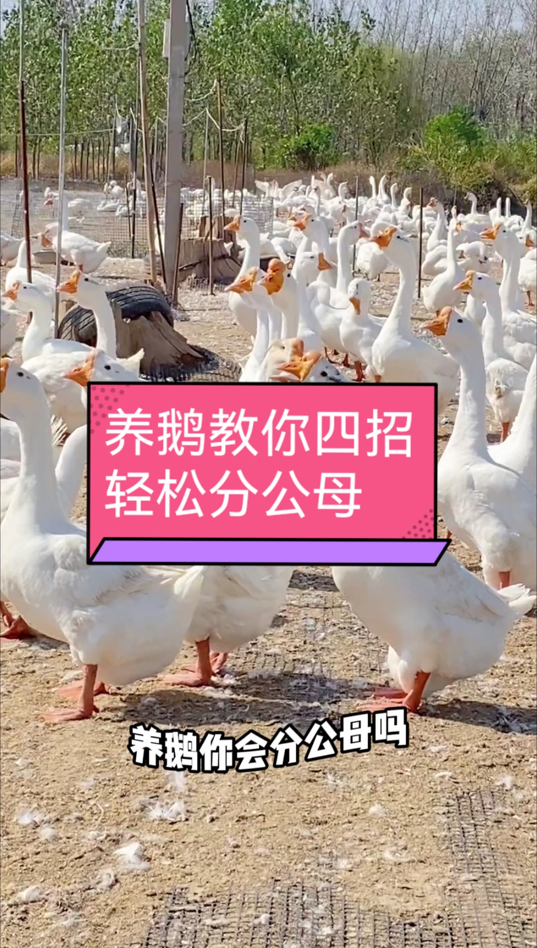 养鹅教你一招,轻松分公母