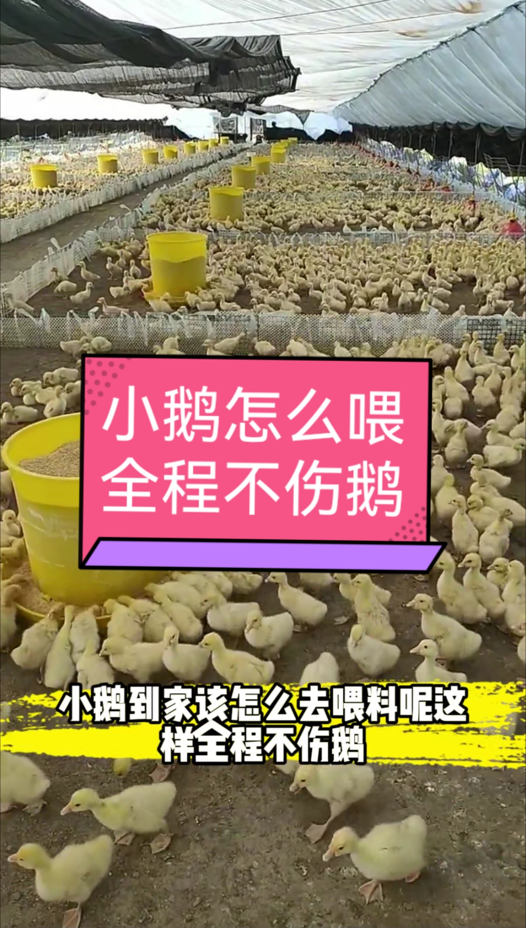 小鹅到家怎么喂,全程不伤鹅