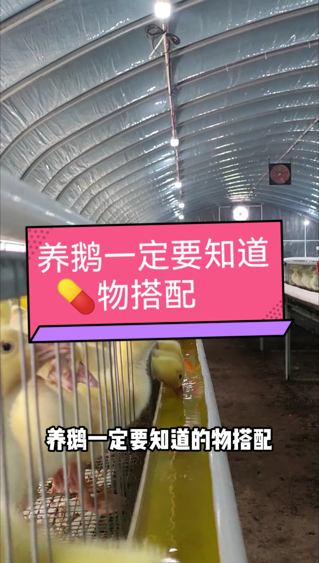 养鹅一定要知道的，药物搭配