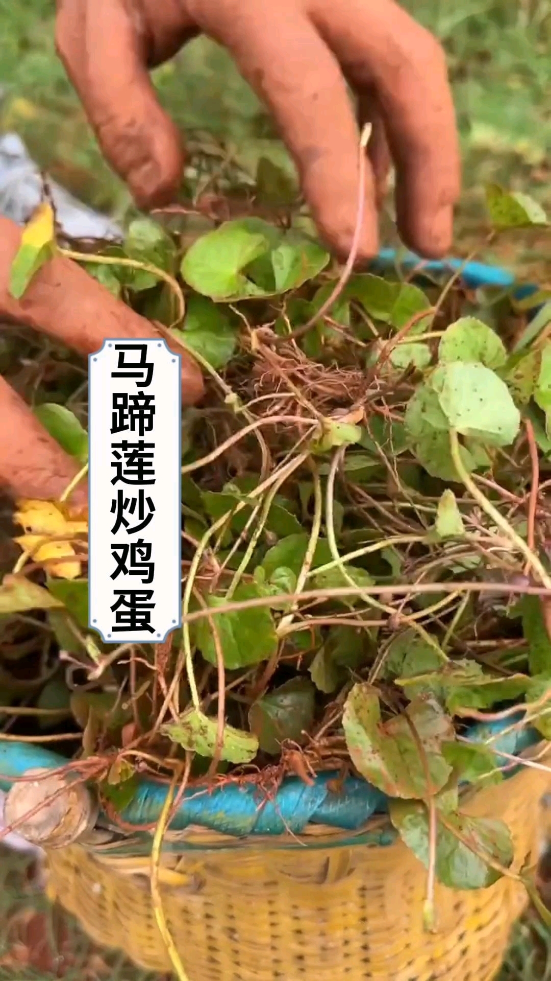 你知道马蹄莲炒鸡蛋有什么好处吗