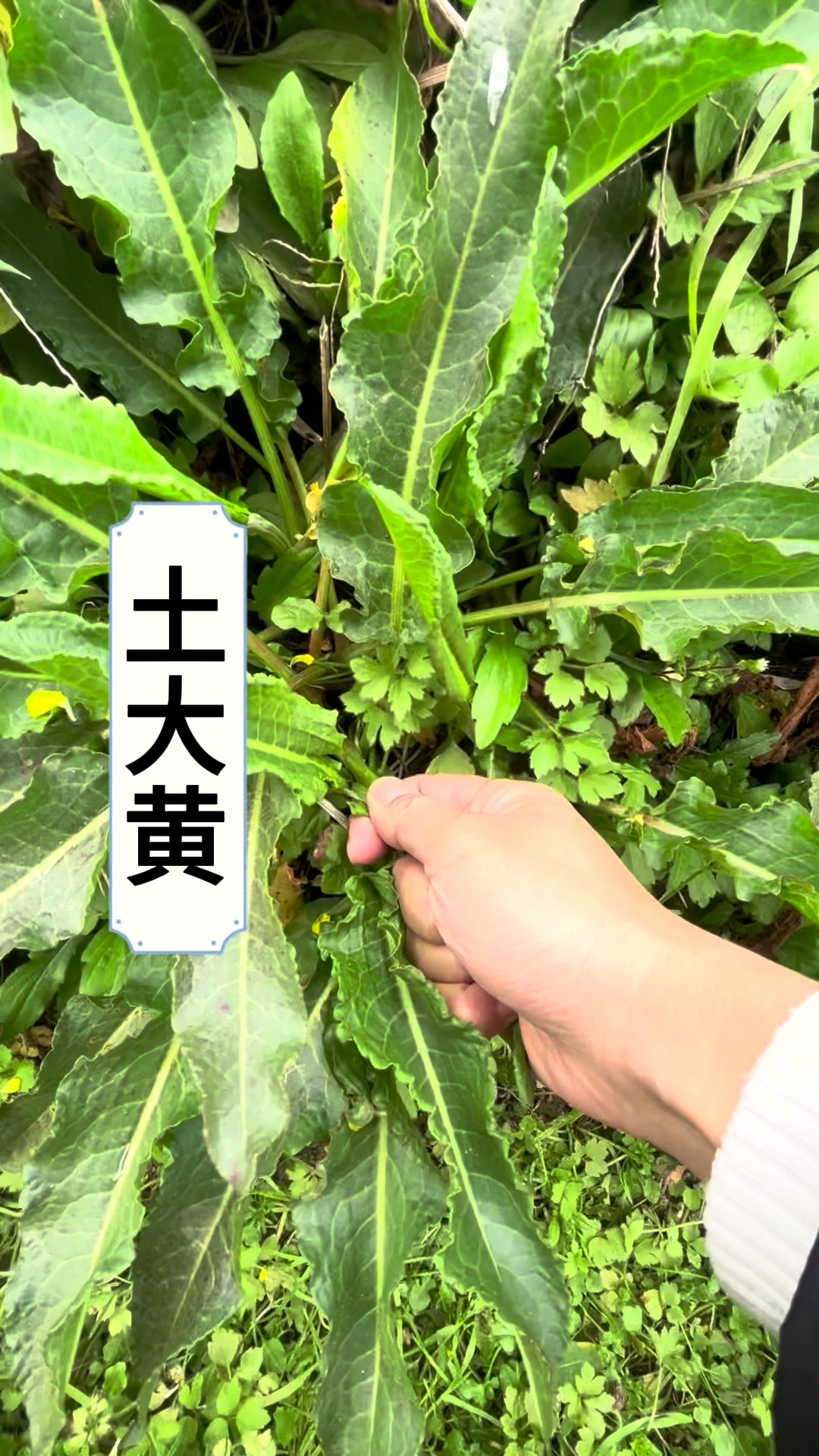 土大黄,你知道怎么用它吗?