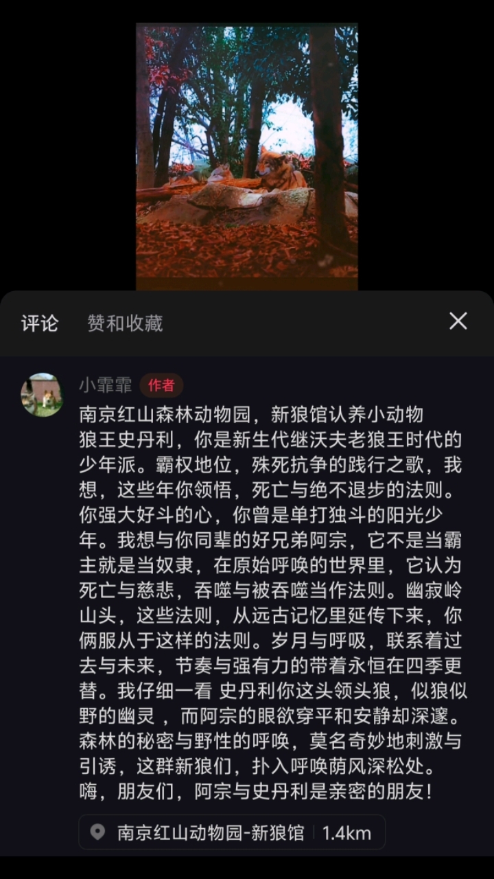 南京红山森林动物园,新狼馆认养小动物