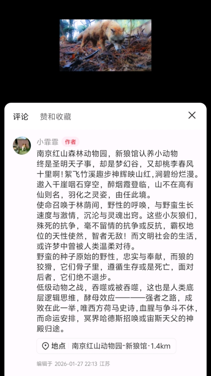 南京红山森林动物园，新狼馆认养小动物