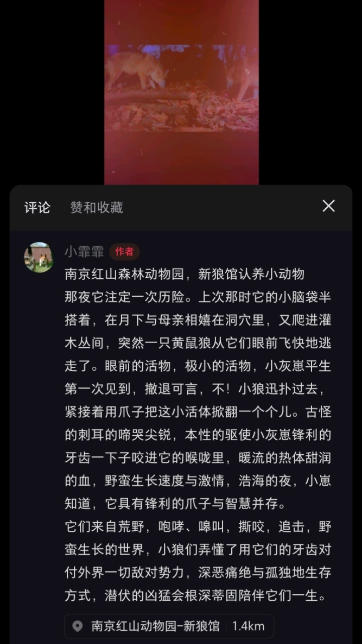 南京红山森林动物园新狼馆认养小动物