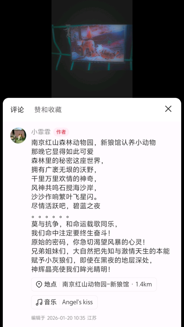 南京红山森林动物园，新狼馆认养小动物。