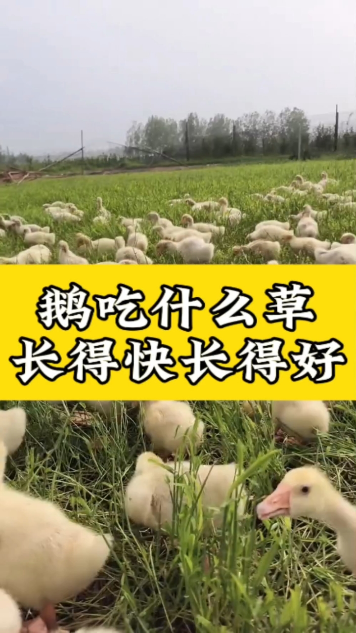 鹅吃什么草,长得快长得好