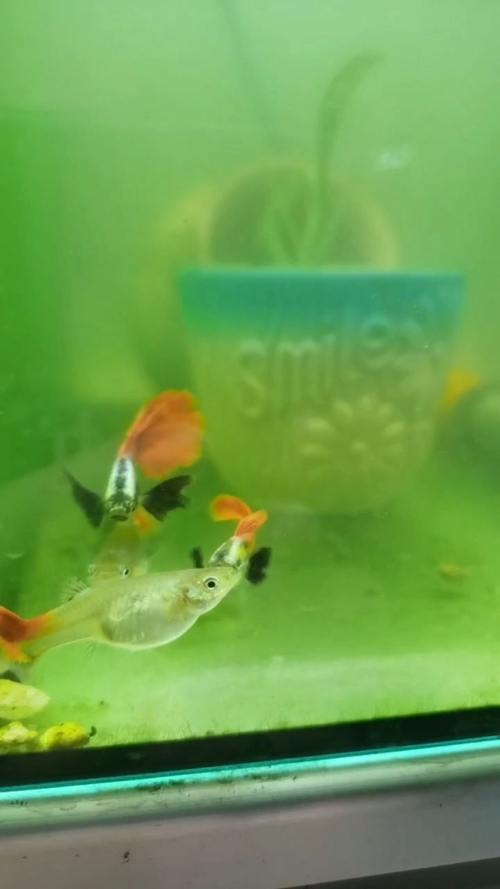 白金红尾象耳孔雀鱼