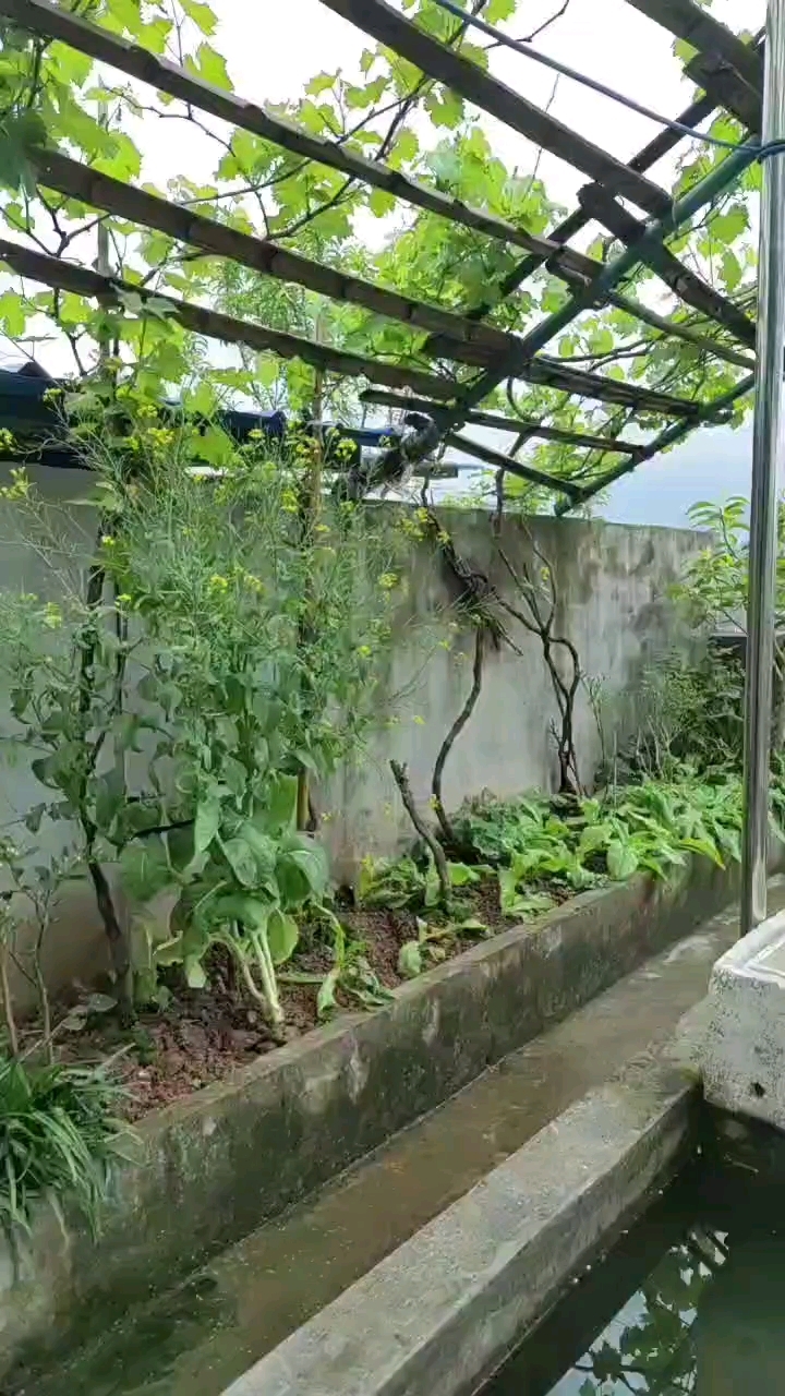 楼顶菜园果园花园