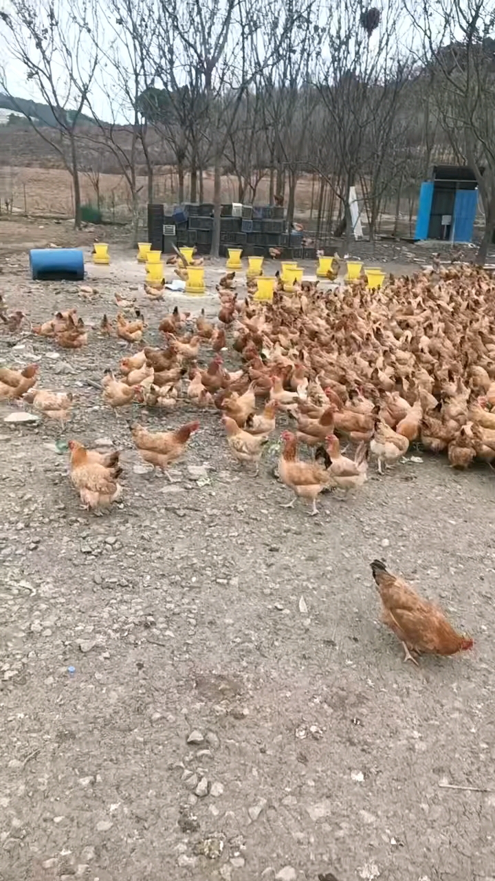 正宗散养土鸡蛋