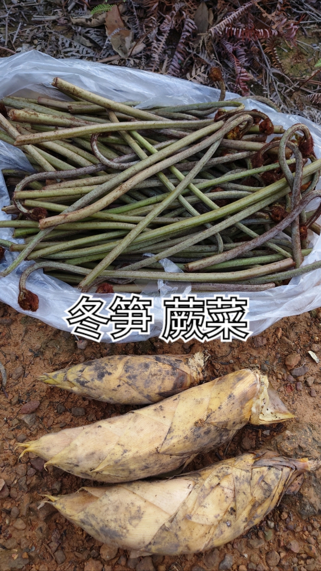 南方小年不一样的年味，搞些山野菜冬笋与蕨菜，祝大家所求皆如愿