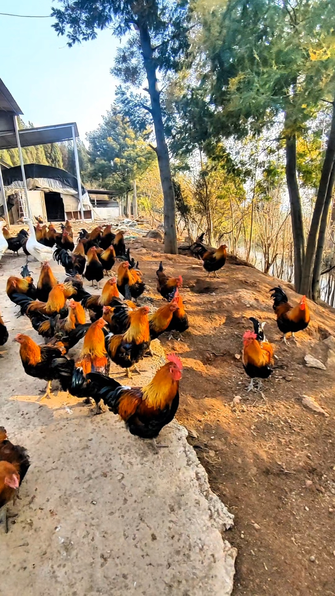 生态散养阉鸡,健康美味,270天鸡龄,可以抓鸡了