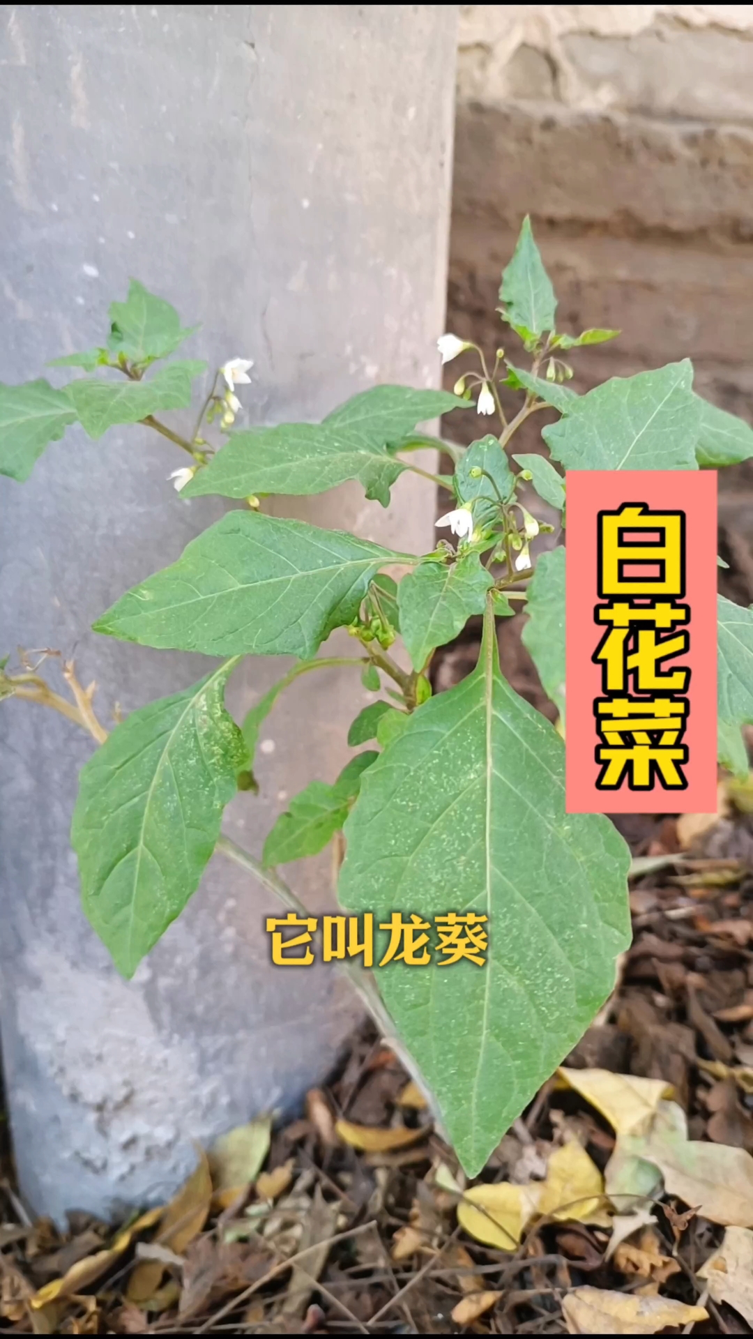 龙葵也叫白花菜,不识是草认识是宝,你的家乡有吗