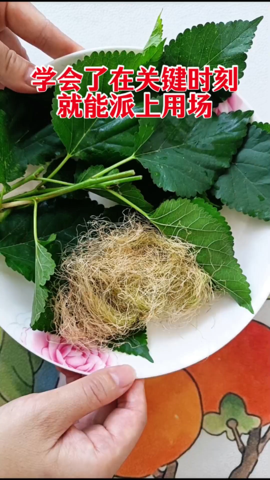 桑叶配玉米须煮水，老一辈流传至今的智慧