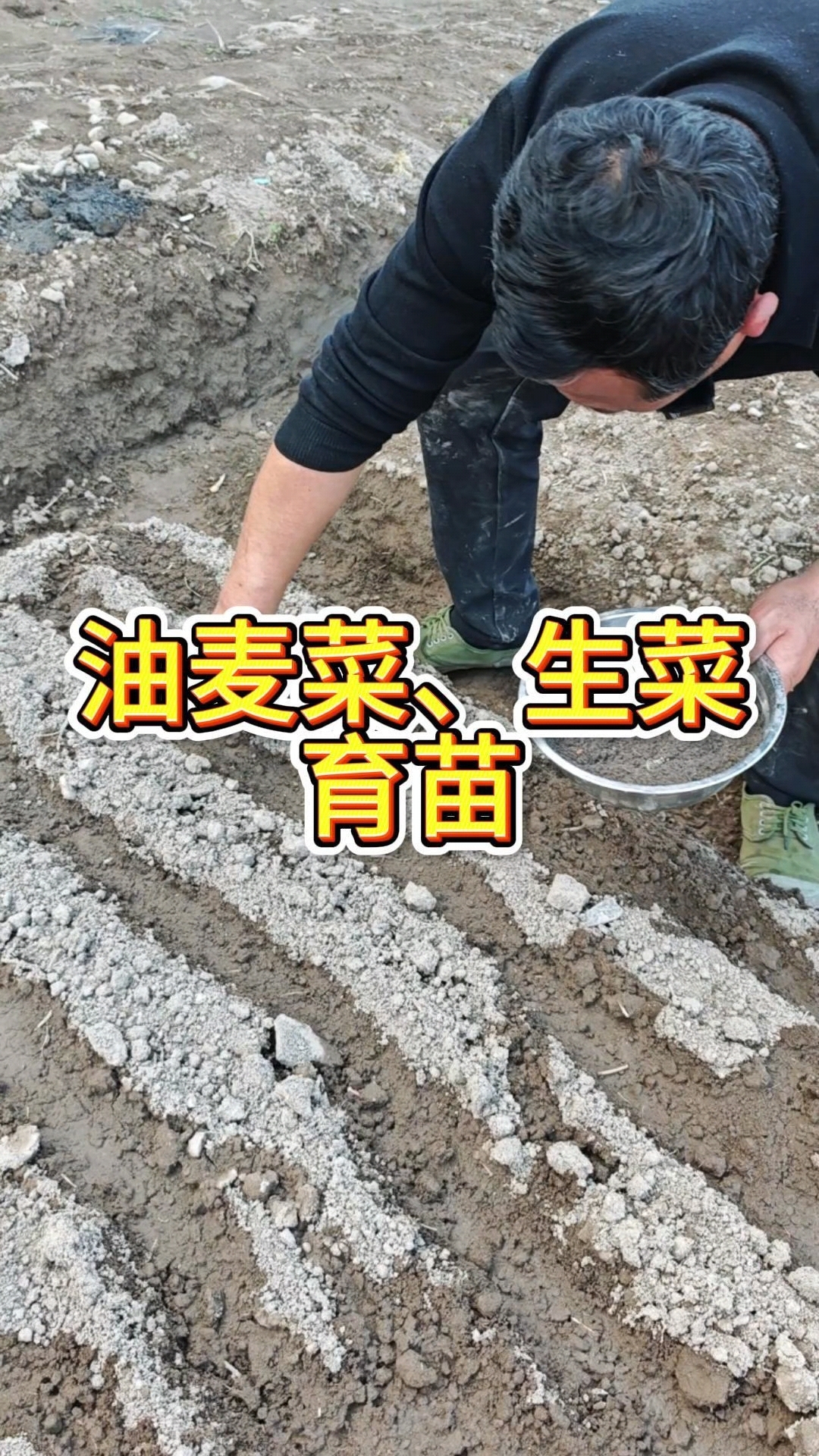 油麦菜和生菜育苗#三农种植#农村生活#三农