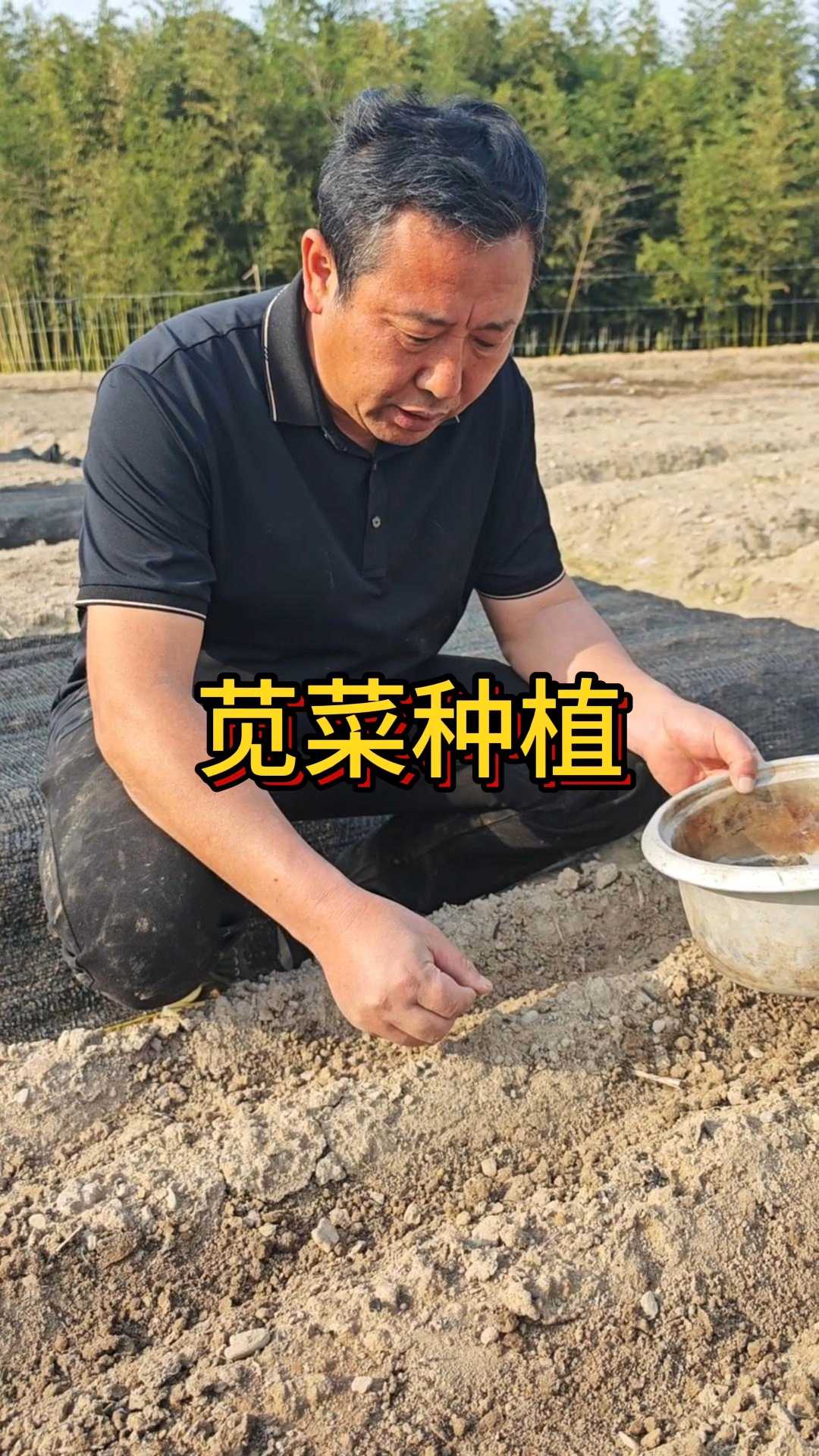 苋菜种植,绿色健康高品质种植#三农#种植小技巧#