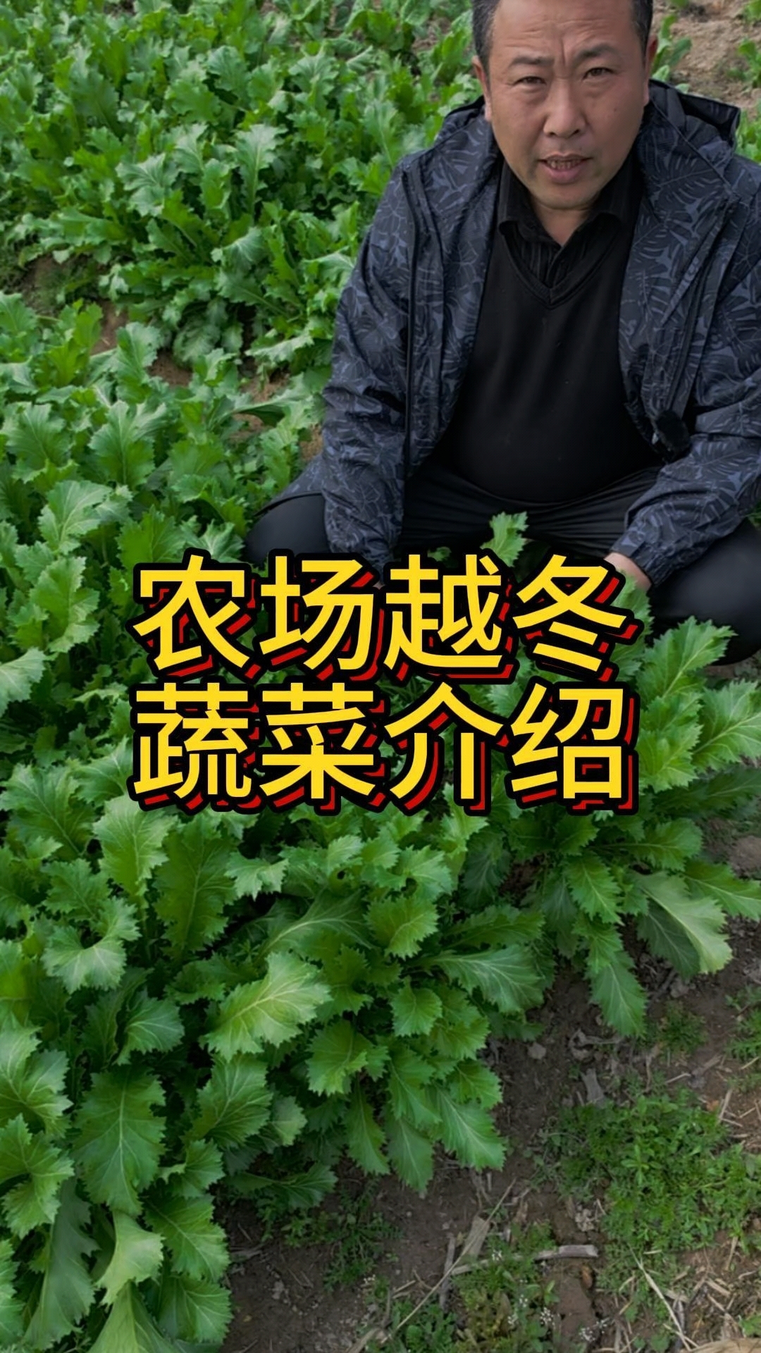 老农场越冬蔬菜的介绍,看看我有哪些蔬菜的种类。