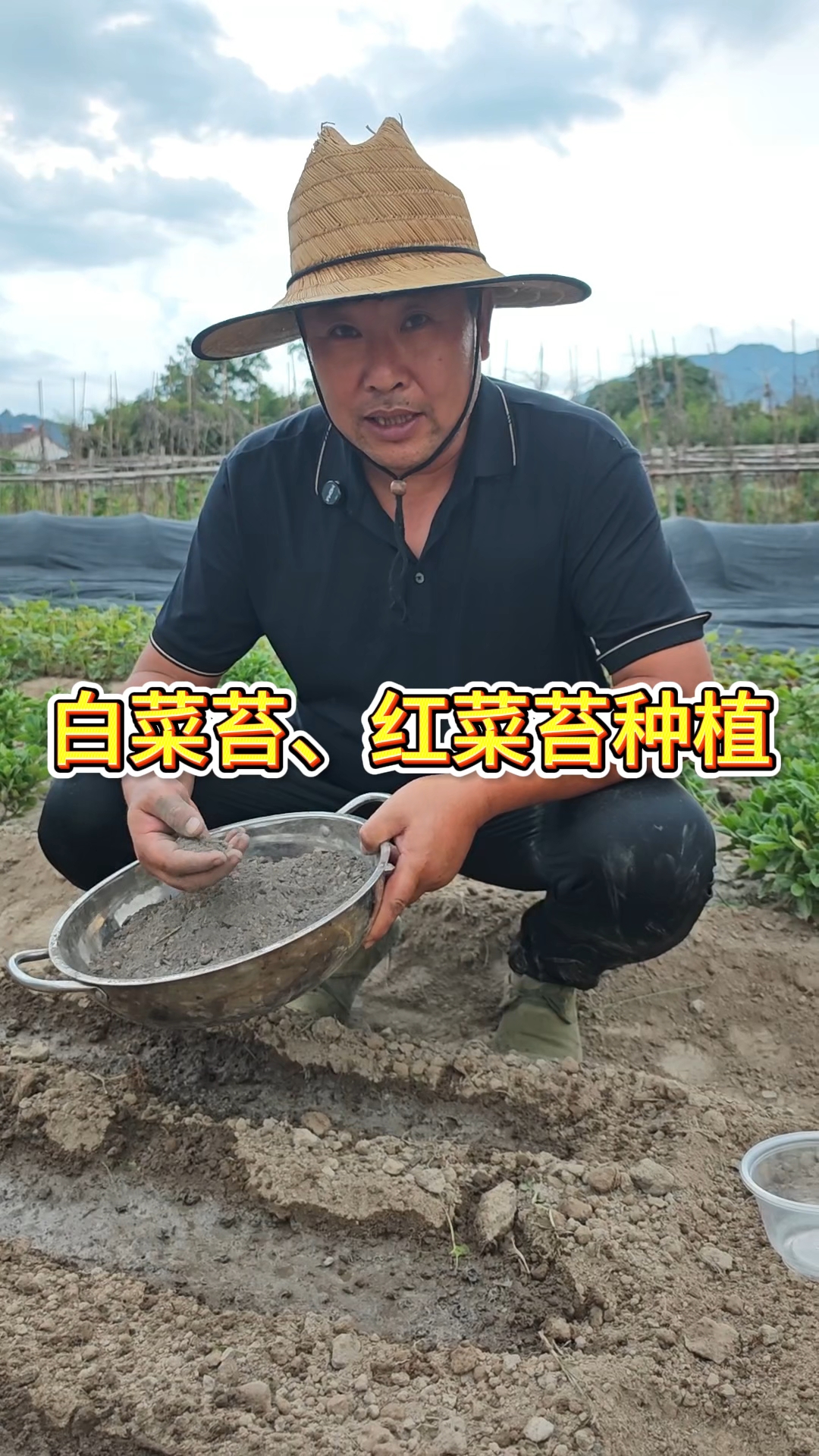 白菜苔·红菜苔种植全攻略！选种技巧+播种时机+水肥管理