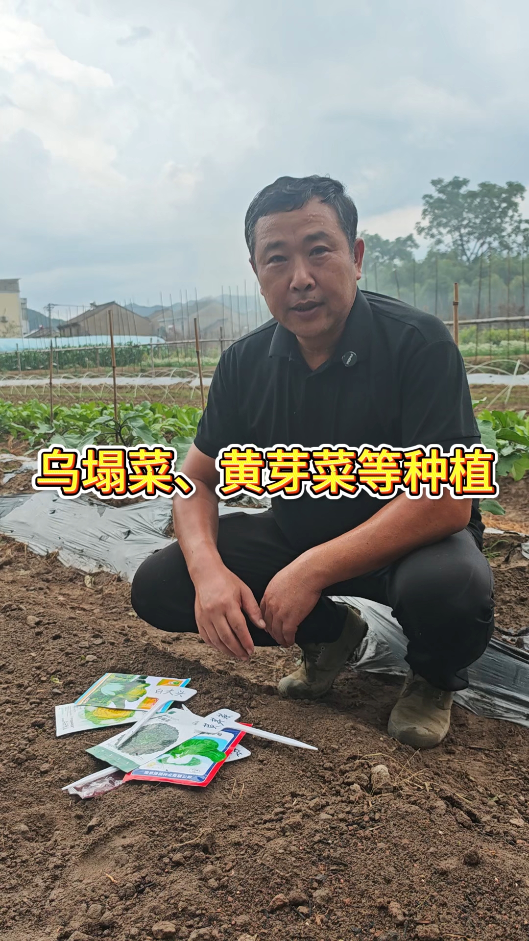 乌塌菜像绿色玫瑰花,黄芽菜包心圆滚滚~秘诀:霜打后口感飙升,