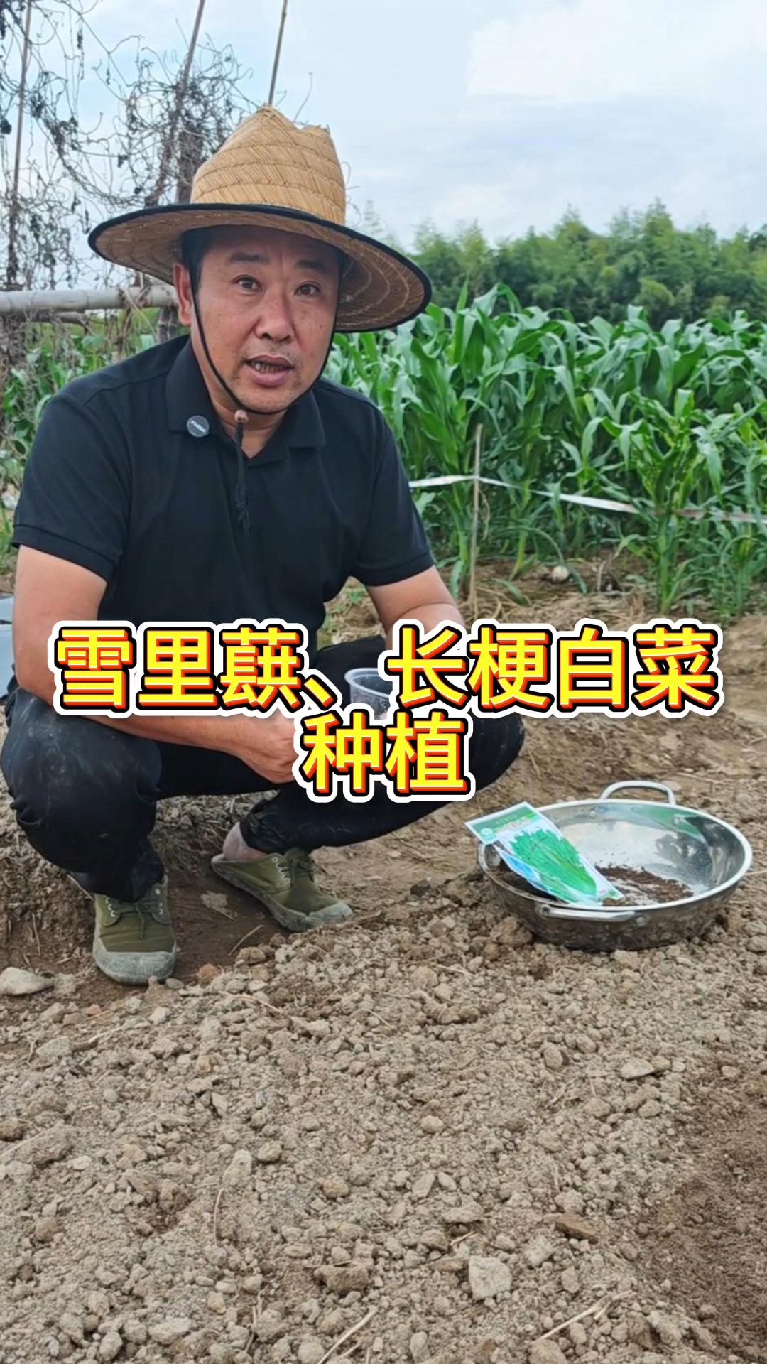 秋冬必种两种菜:雪里蕻+长梗白菜!耐低温、产量高,腌菜炖汤,