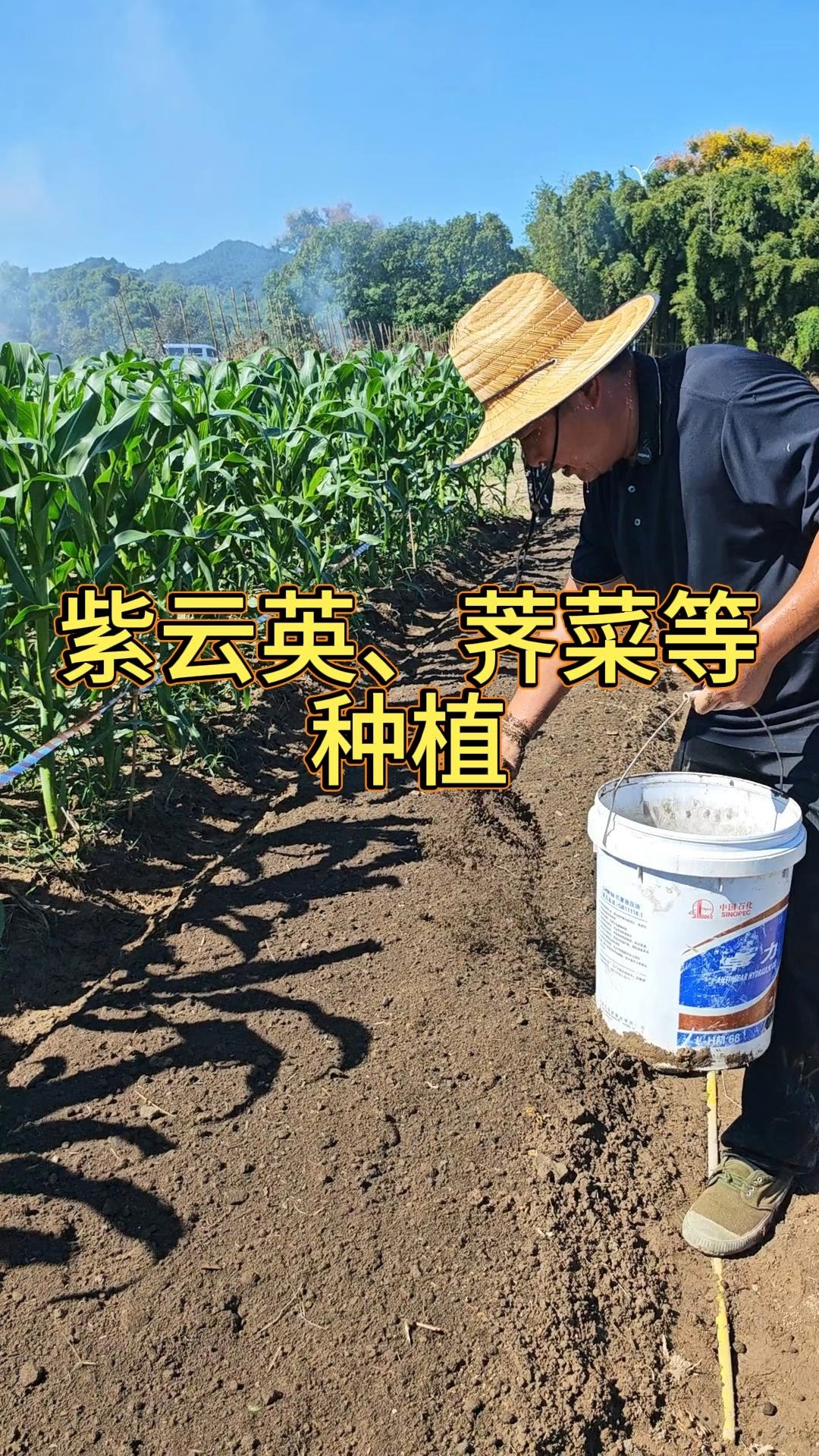 紫云英开花美翻啦！但你知道它还是一道美食吗？荠菜种植三步出苗