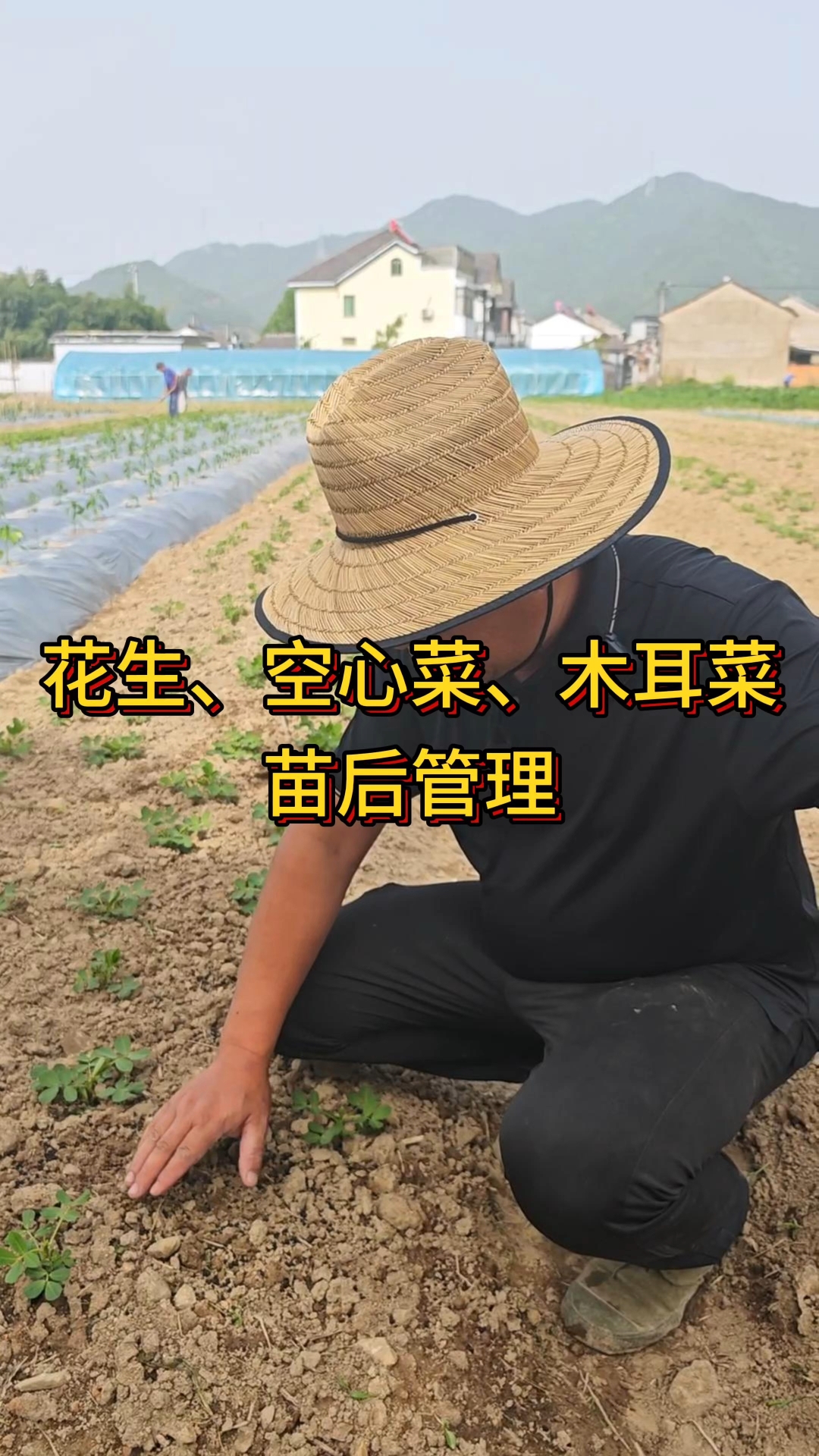 花生、空心菜、木耳菜苗后的管理和人工除草有机绿色蔬菜如何种植