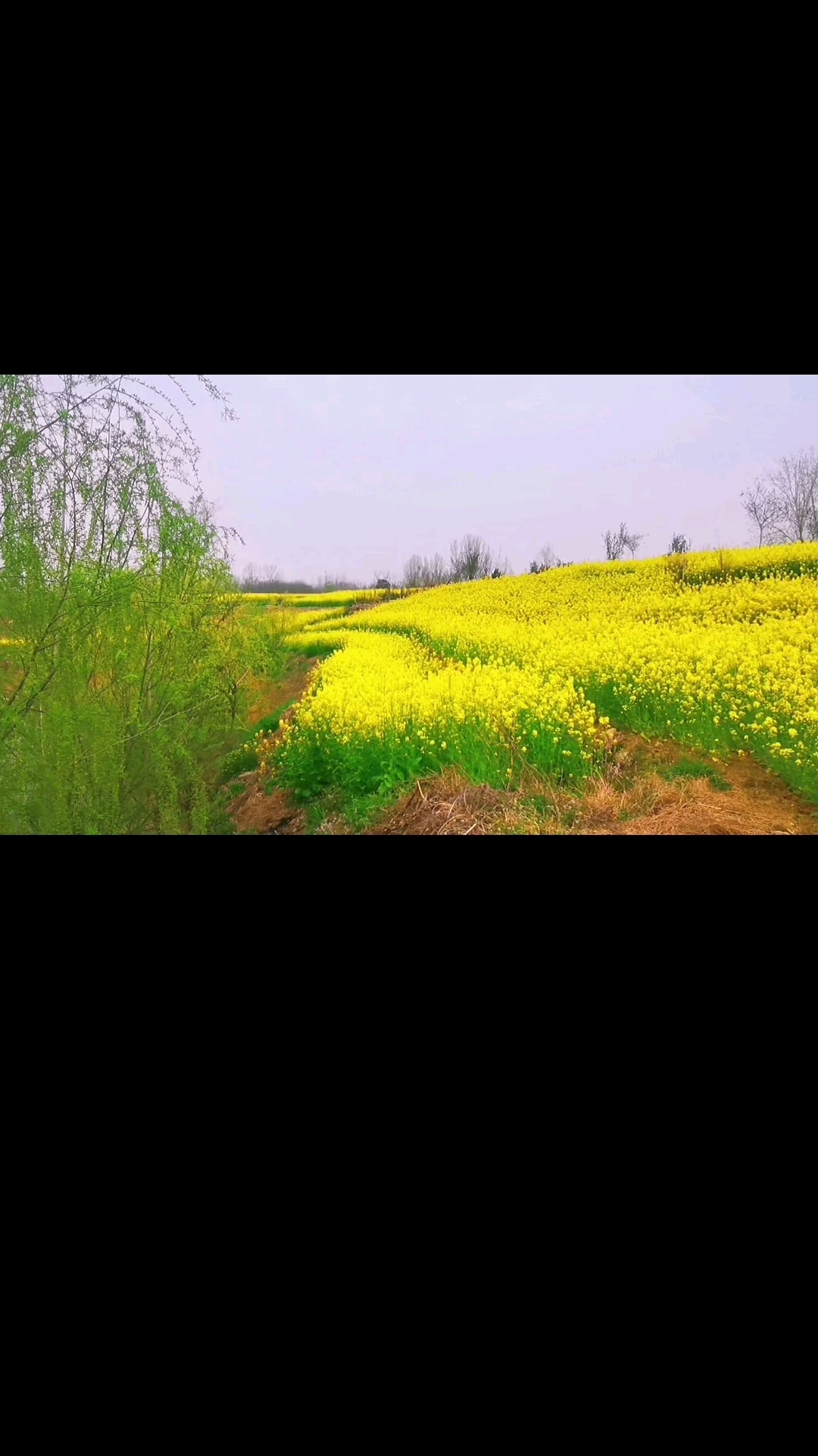 诗词原创#奔向开满油菜花的春天 #感受大自然的气息和美景