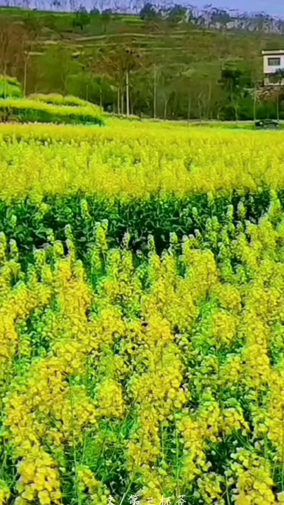 #诗词原创 #奔向开满油菜花的春天