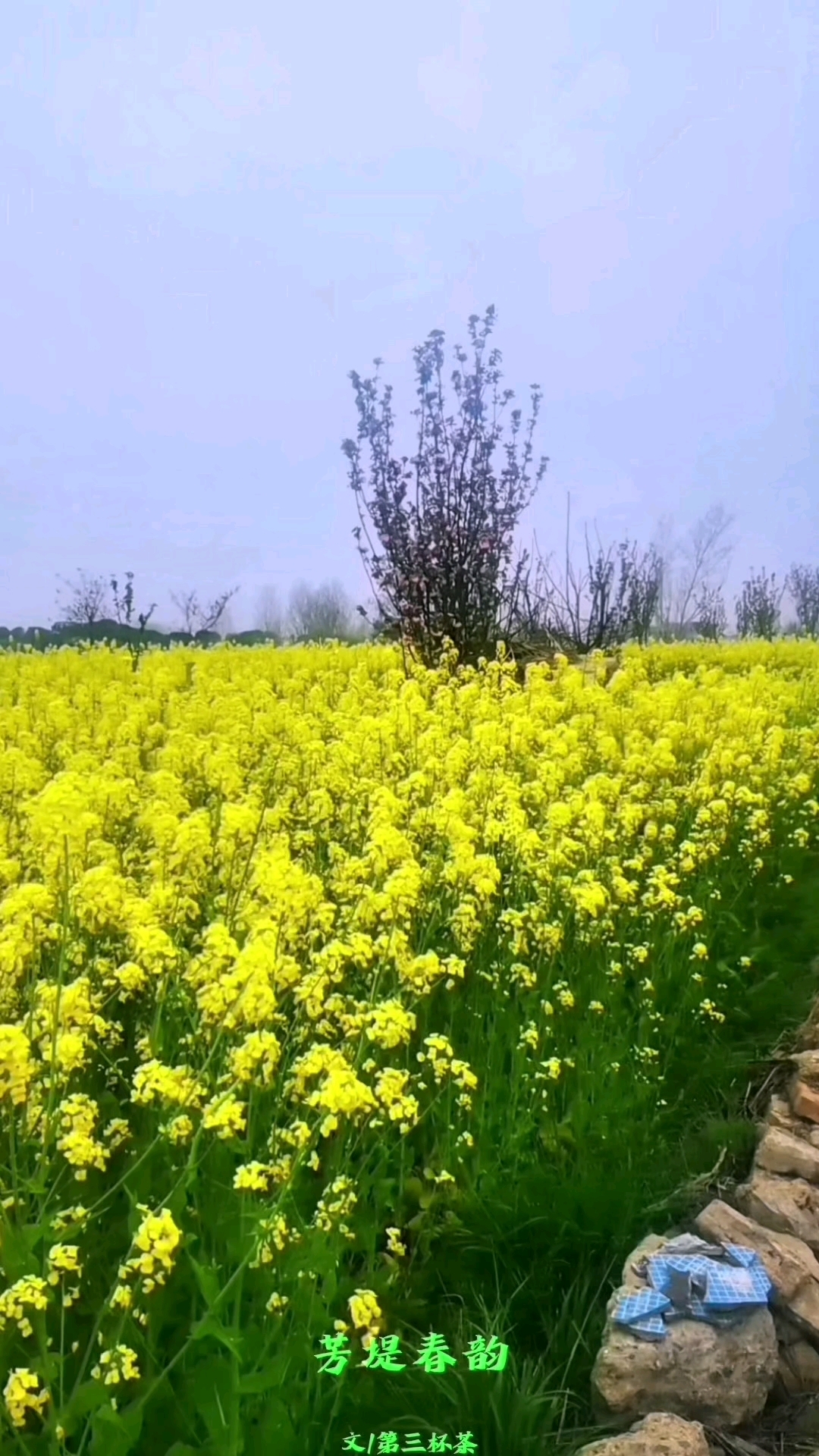诗词原创#奔向开满油菜花的春天  #感受大自然的气息和美景