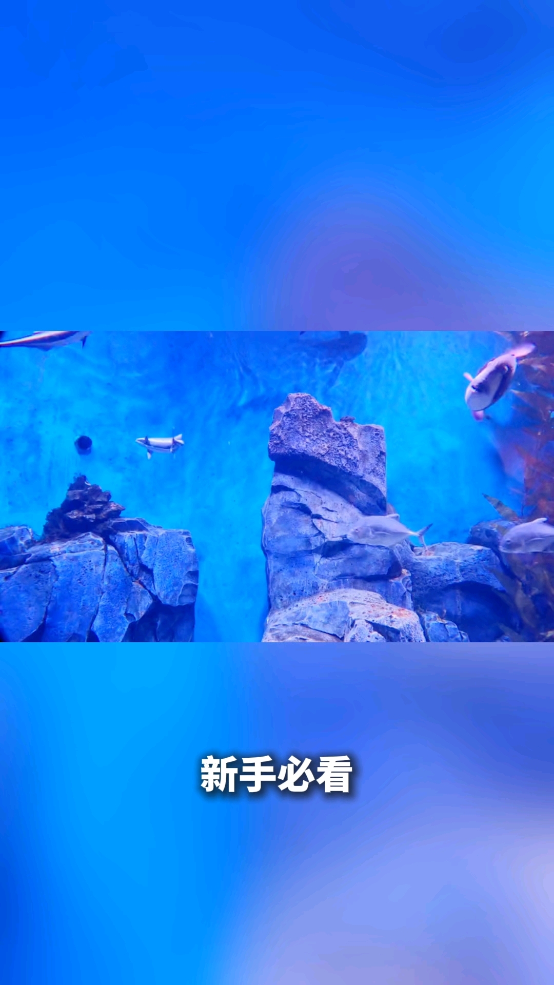 什么观赏鱼最好养活