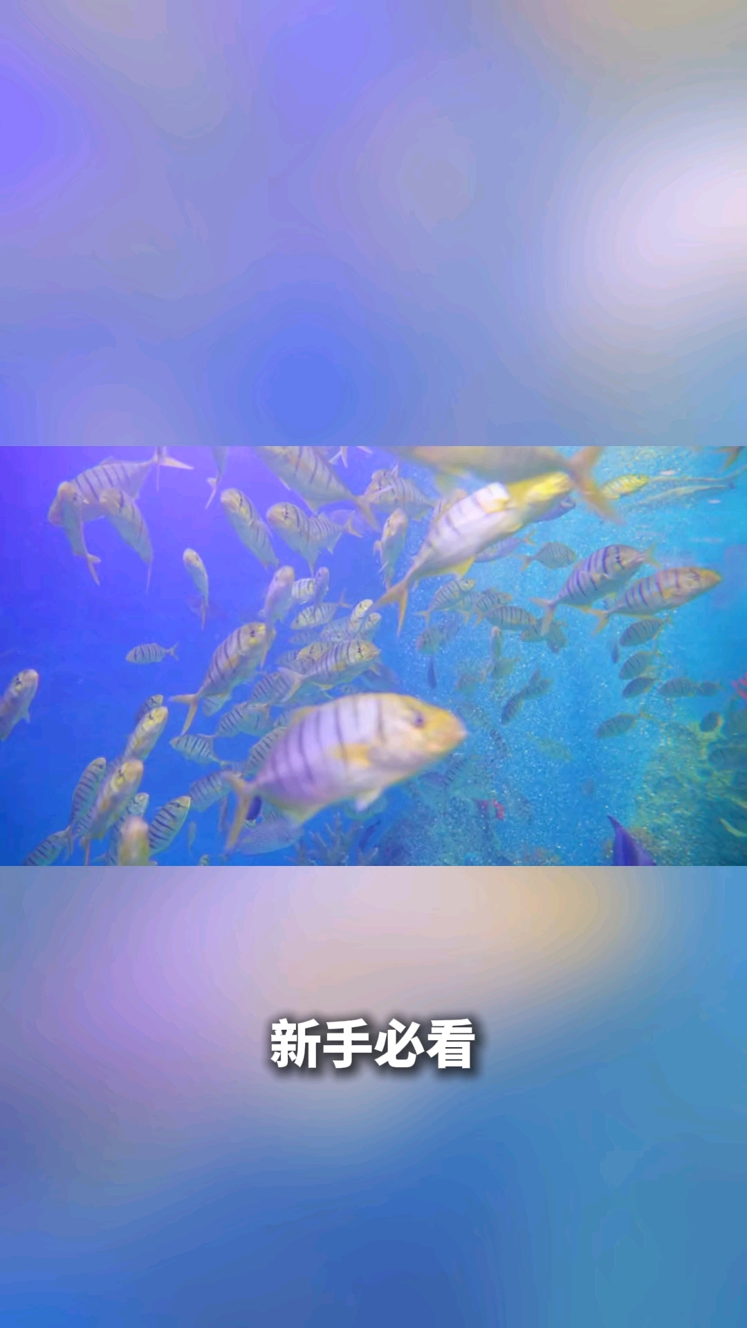 热带鱼的养殖方法和注意事项