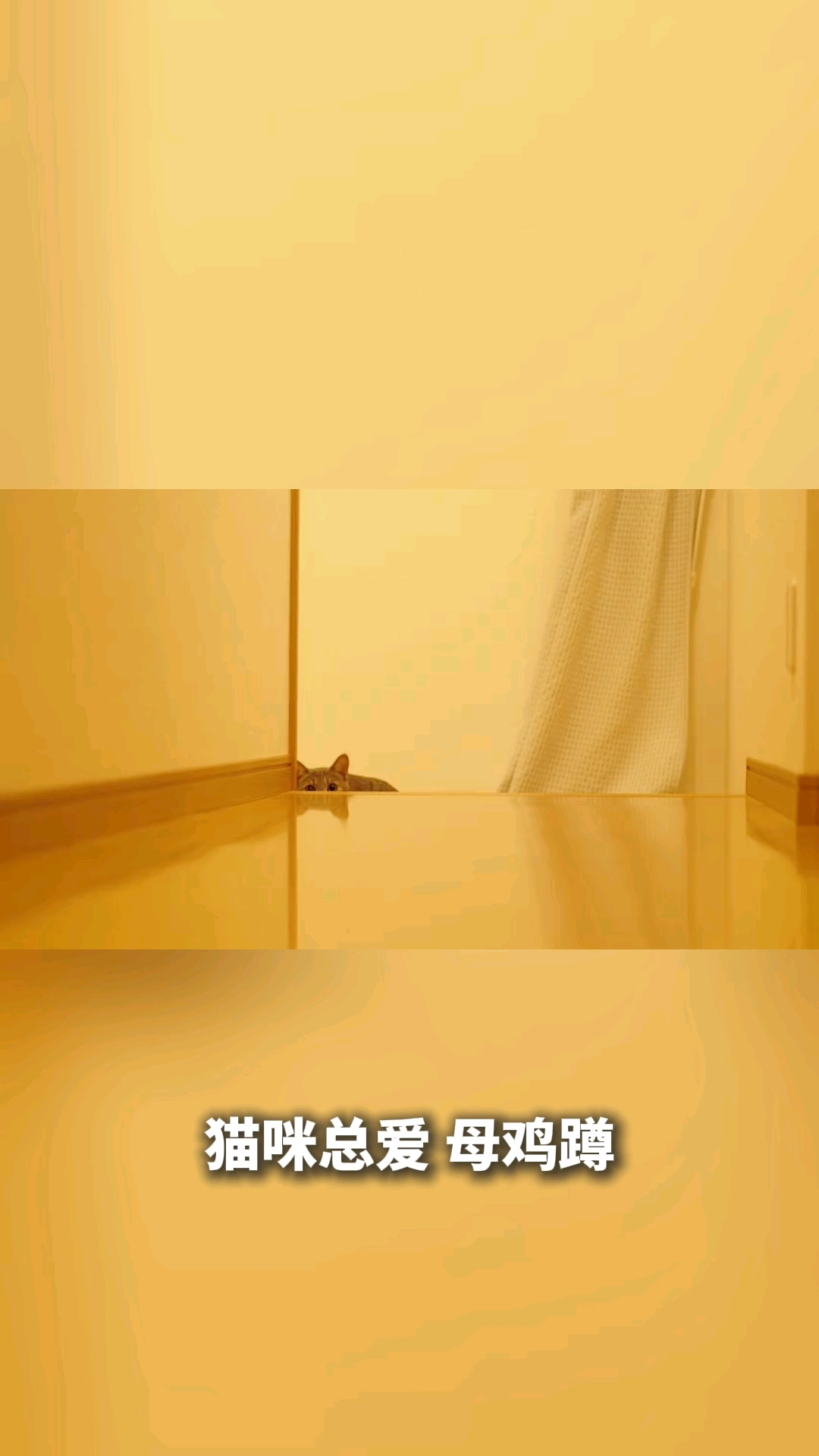 猫咪总是母鸡蹲是怎么回事