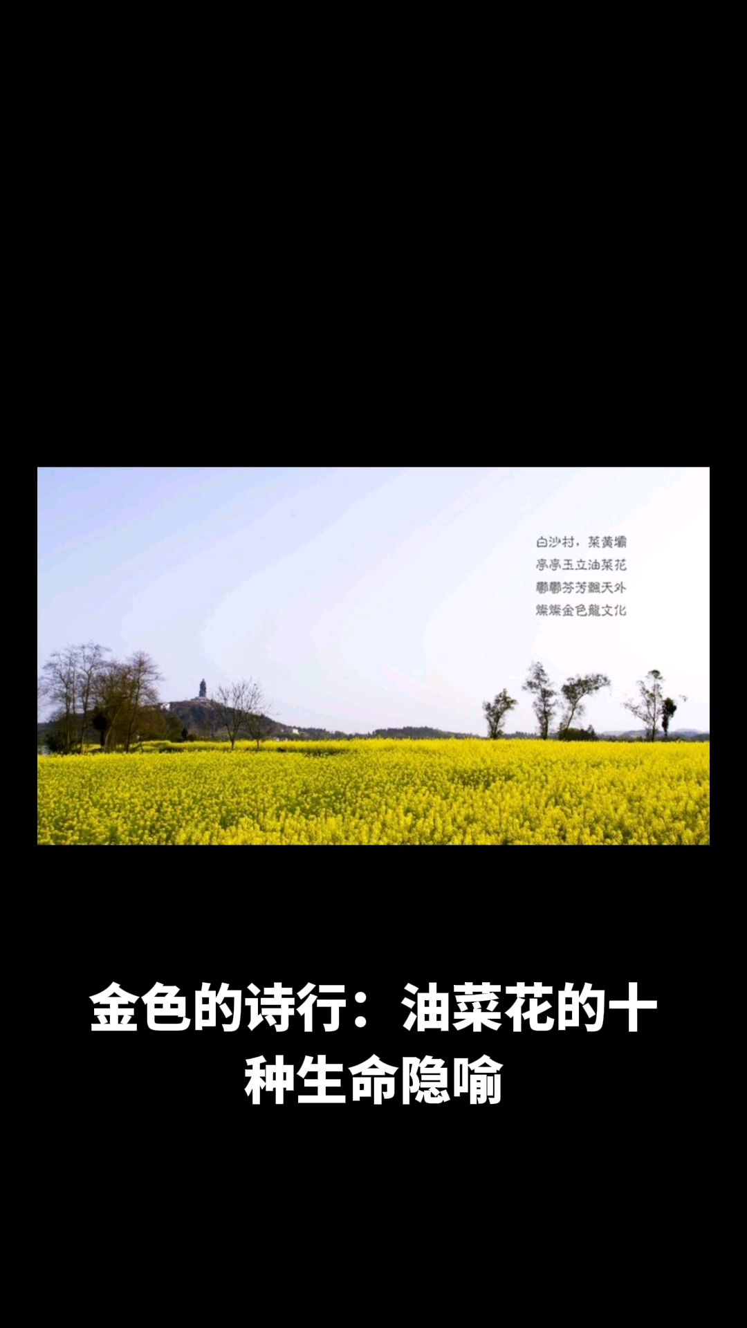 金灿灿的油菜花像什么