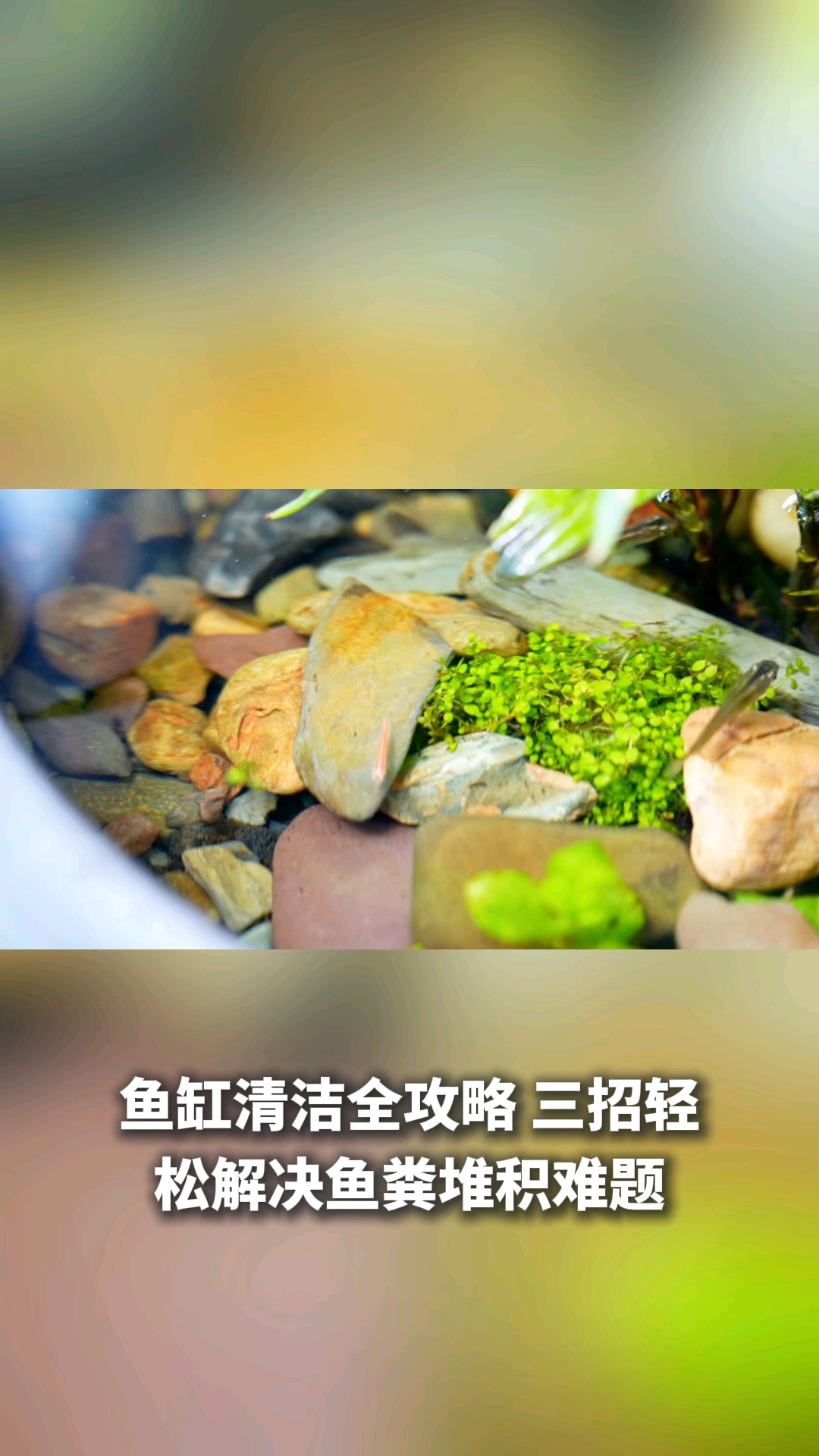 鱼缸里鱼的粪便怎么清理